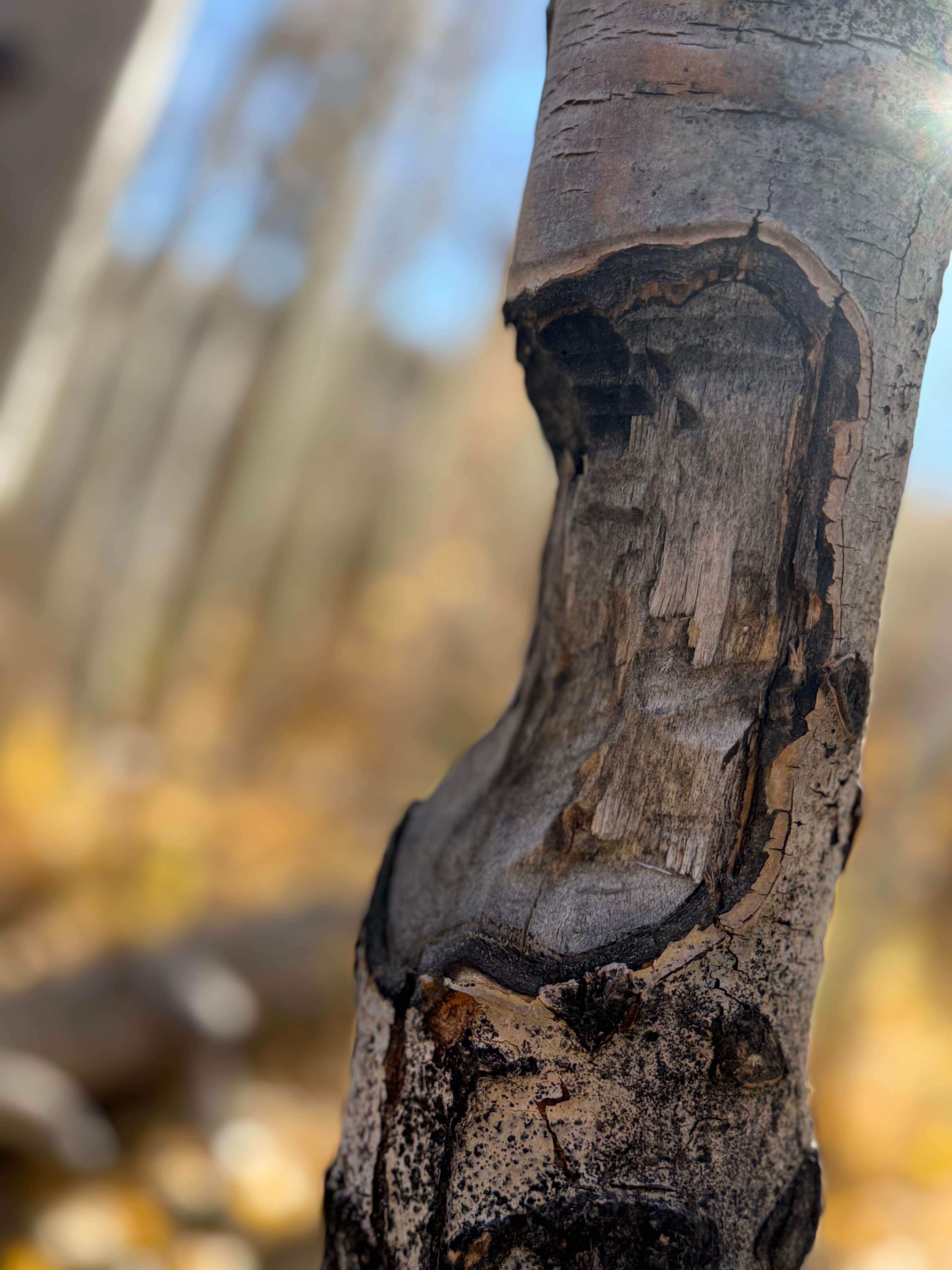 Camper submitted image from McGee Creek - 1