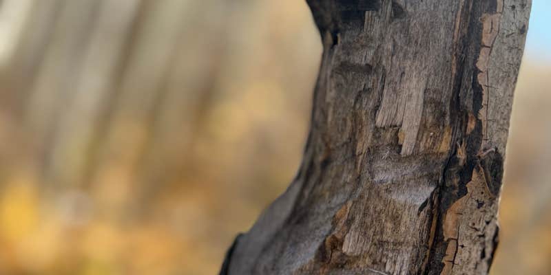 Camper submitted image from McGee Creek