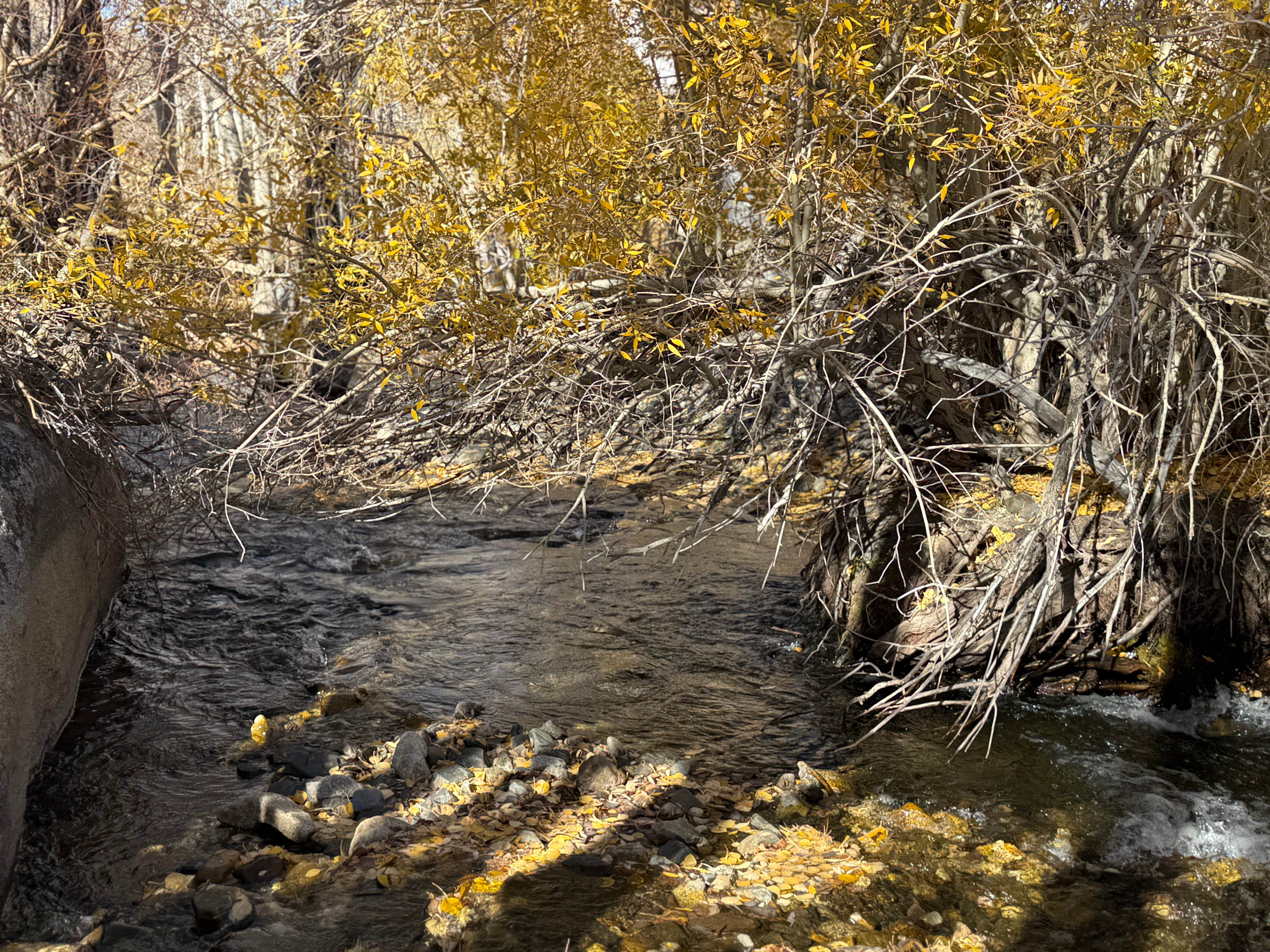 Camper-submitted photo at McGee Creek near Big Pine, CA