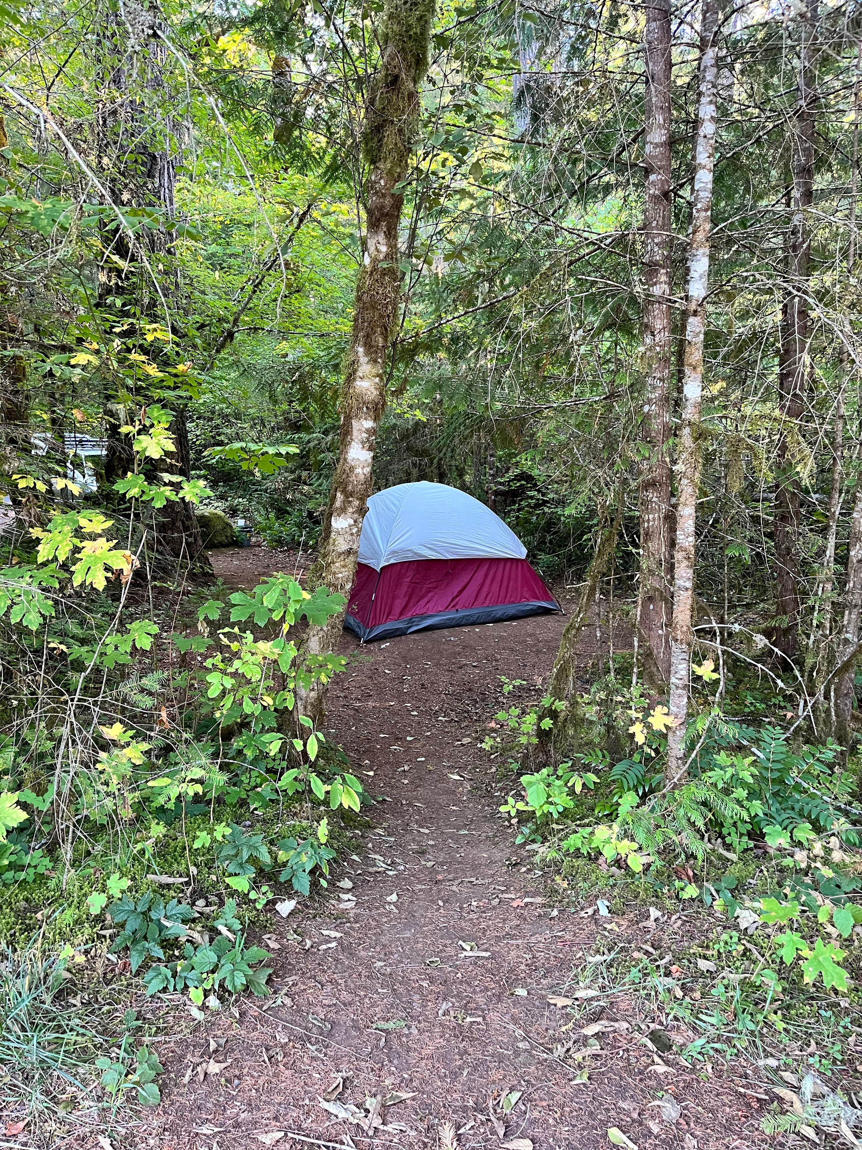 M00na A.'s photo at Paradise Campground near Willamette National Forest