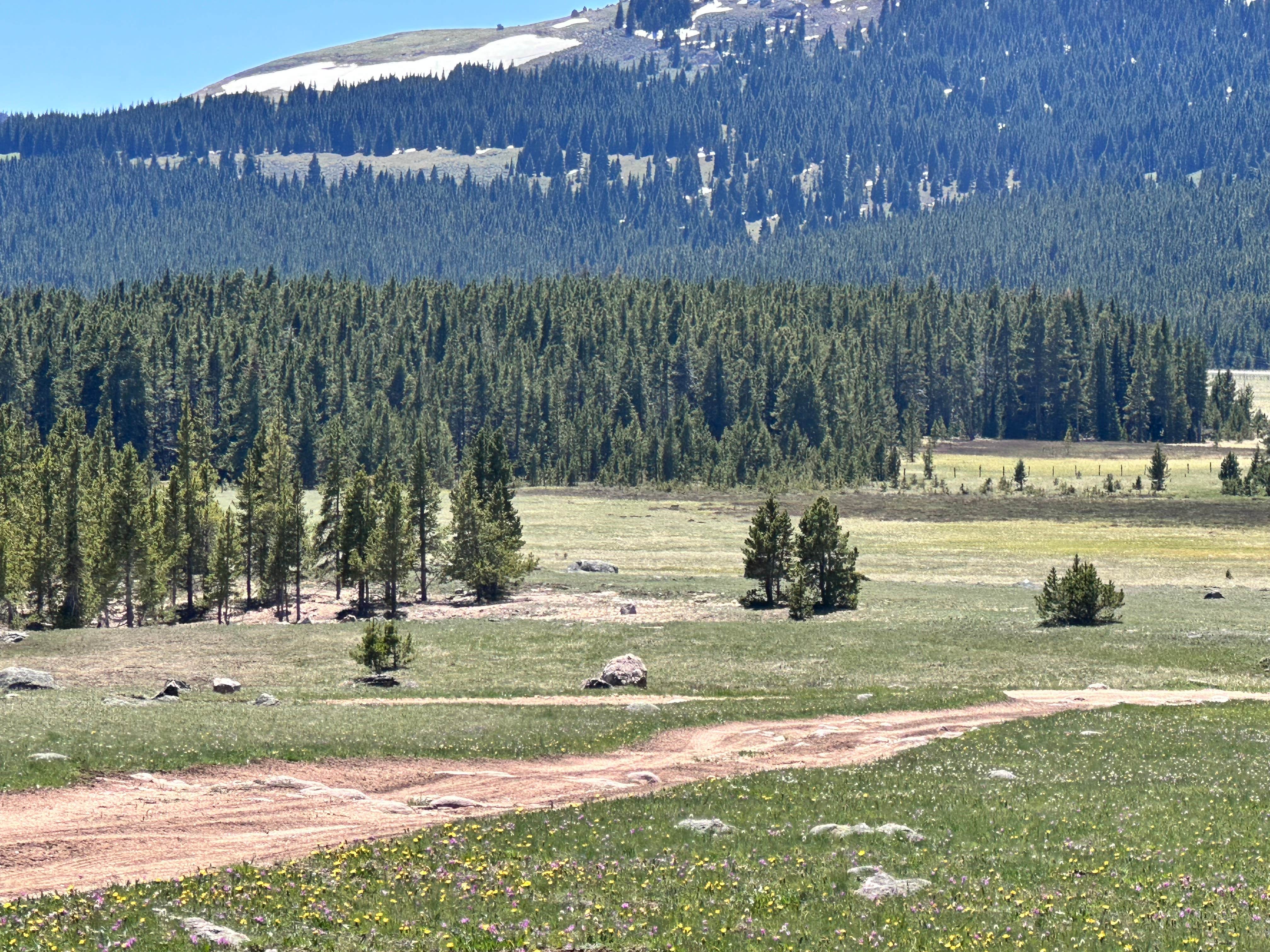 Camping near Dead Swede: Meadow Camp on Forest Road 231, Wolf, Wyoming