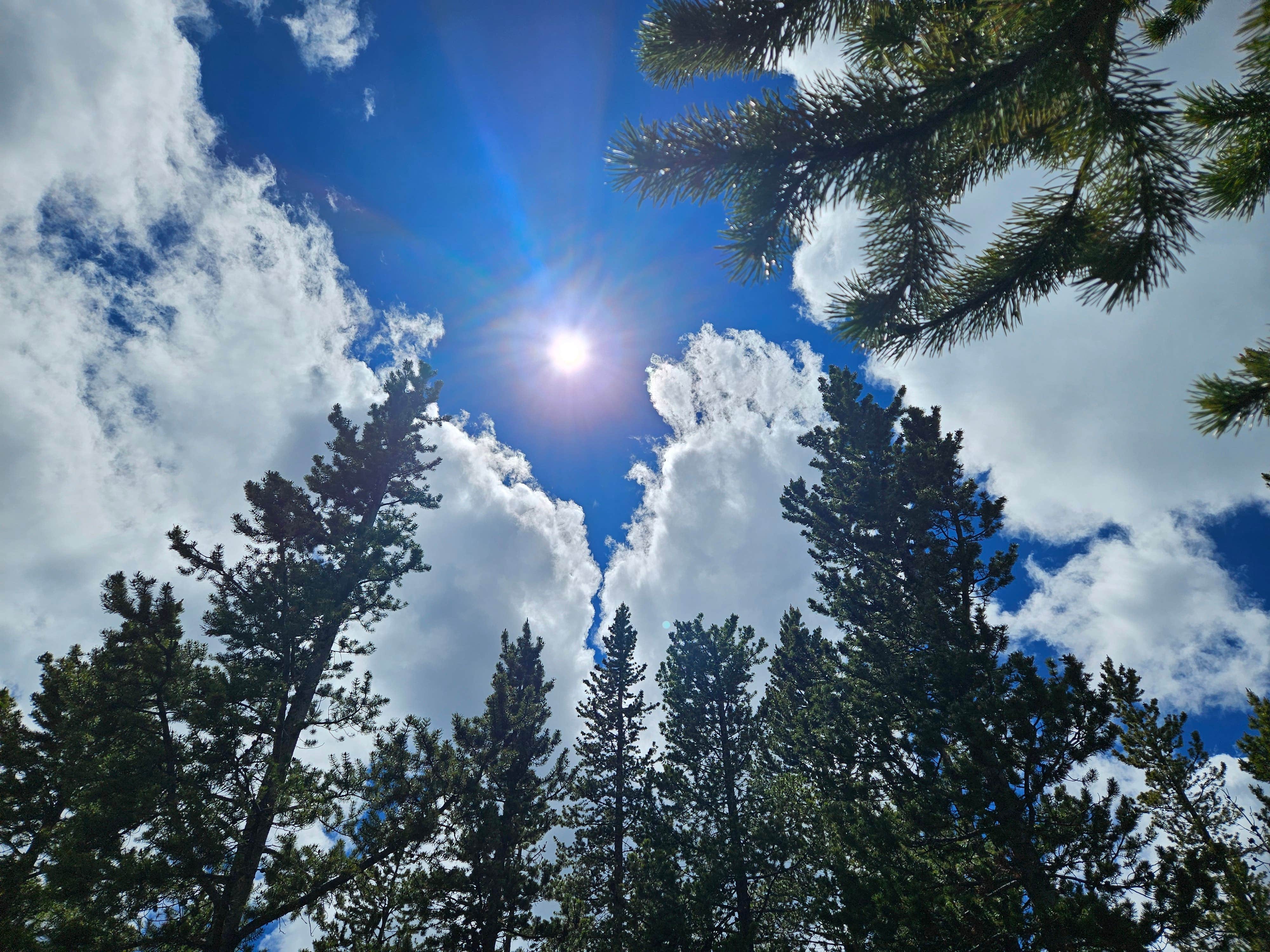 Camper-submitted photo at Meadow Camp on Forest Road 231 near Wolf, WY
