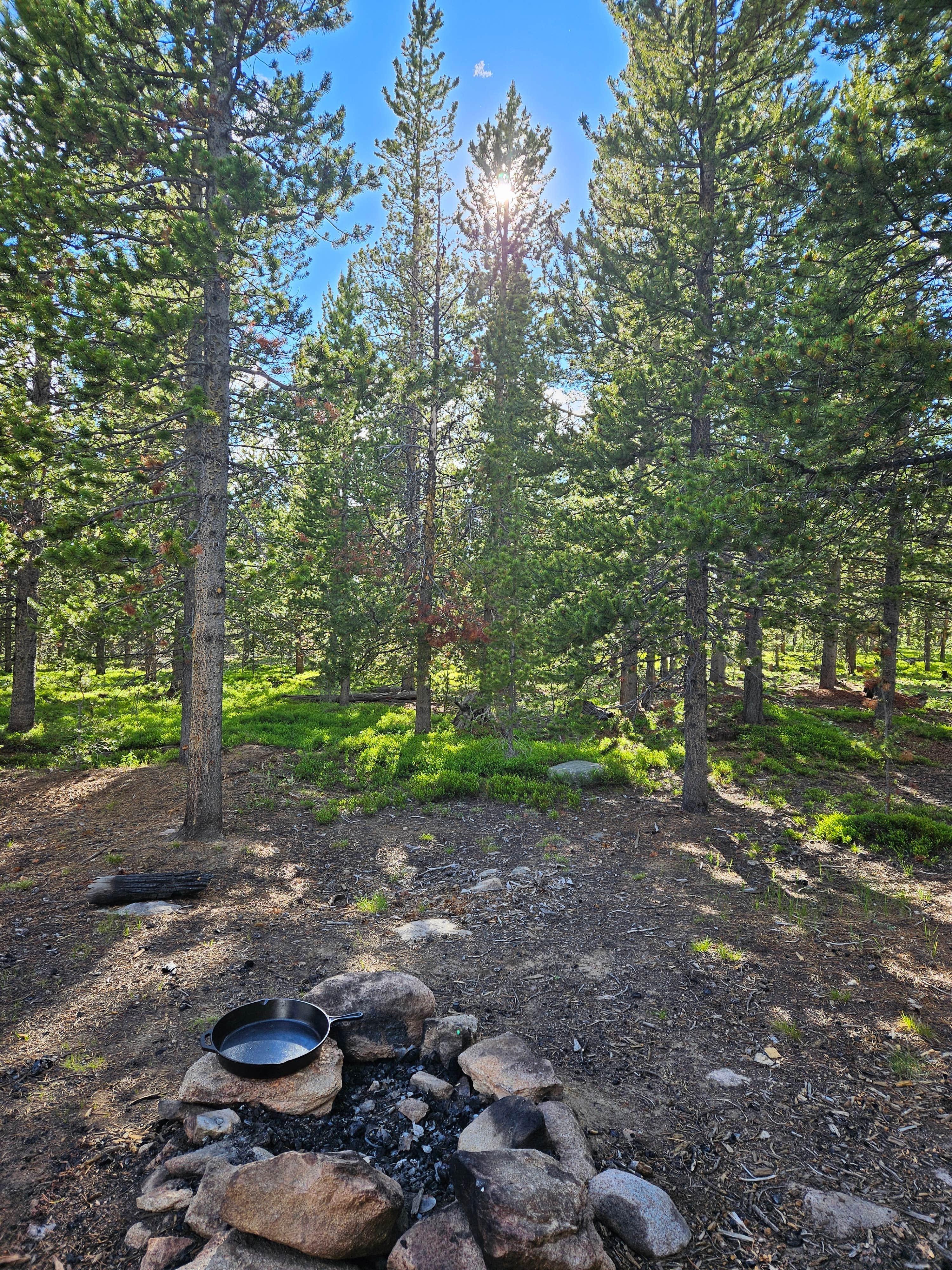 Camping near Coffeen Park: Meadow Camp on Forest Road 231, Wolf, Wyoming