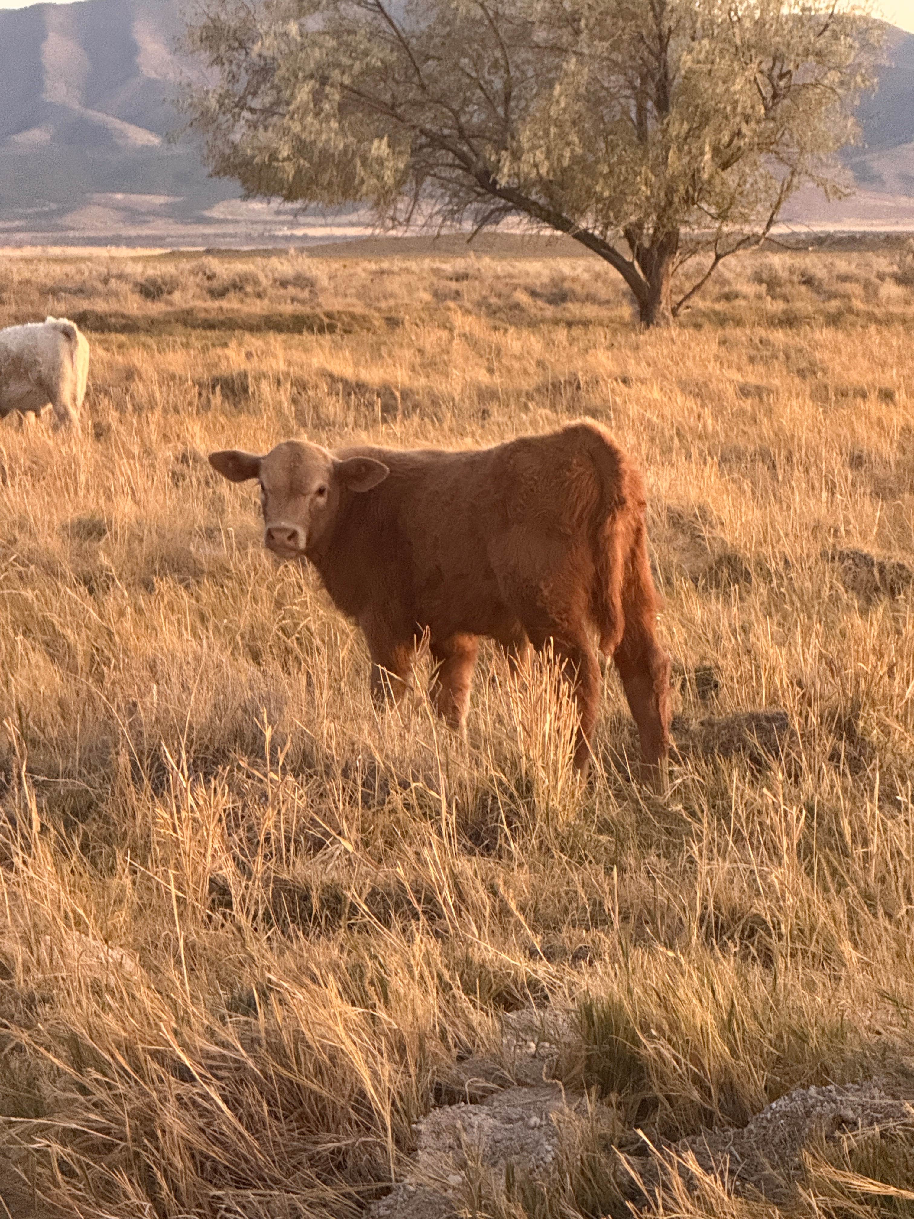 Camper-submitted photo at Meadow Hot Springs near Sigurd, UT