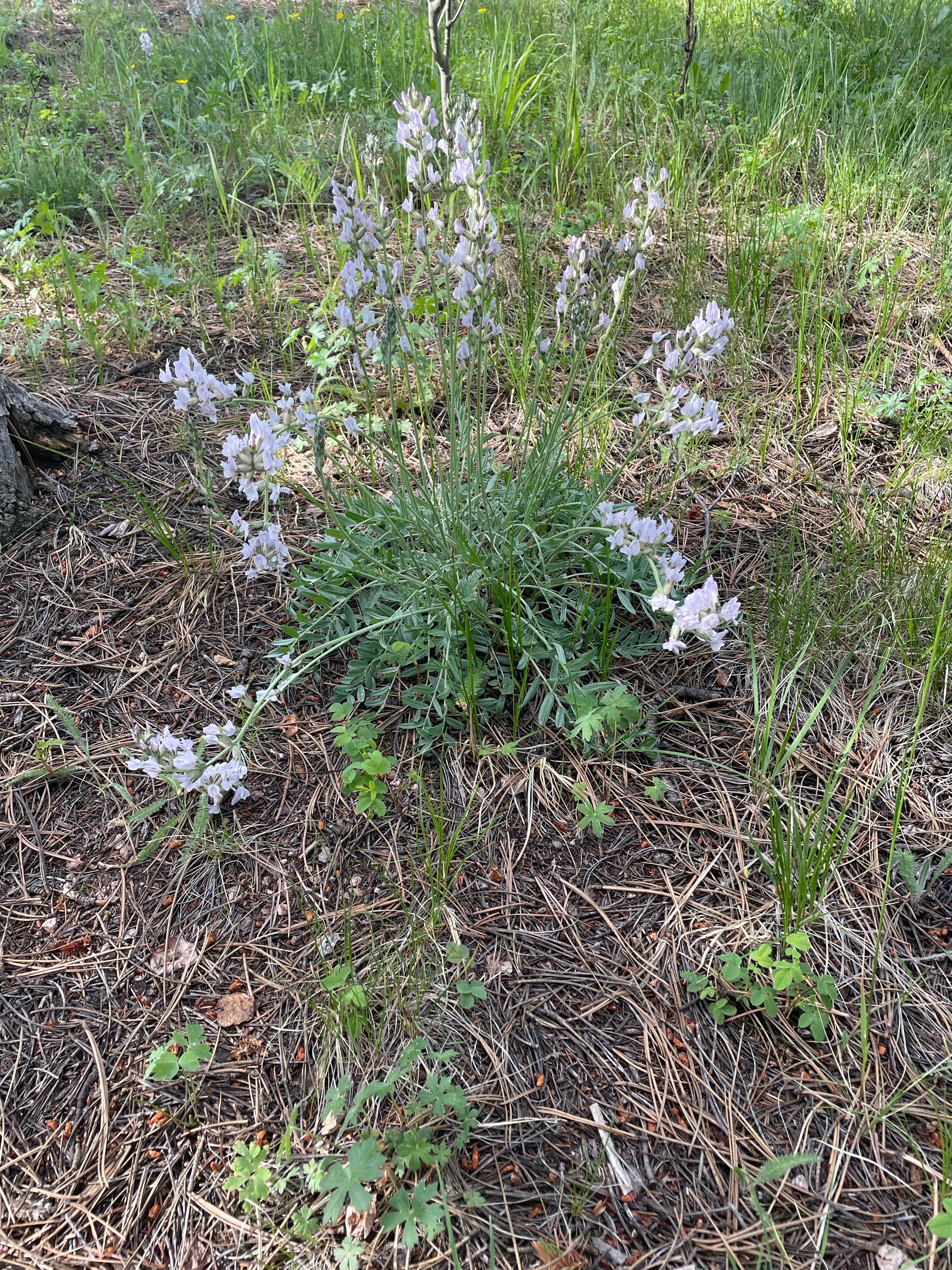Camper submitted image from Meadow Ridge Campground - 1