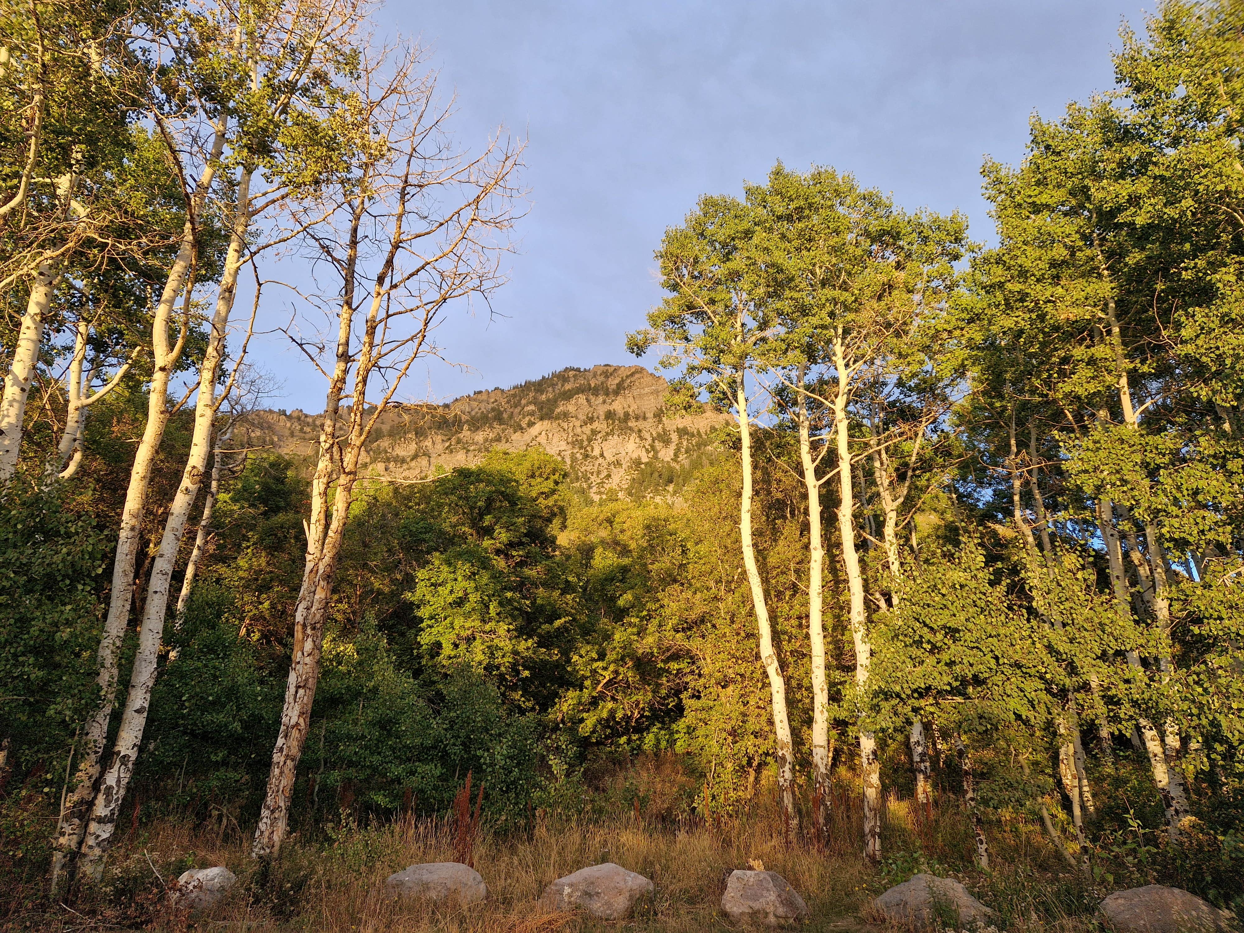 Camper-submitted photo at Squaw Peak Road Dispersed near Wallsburg, UT