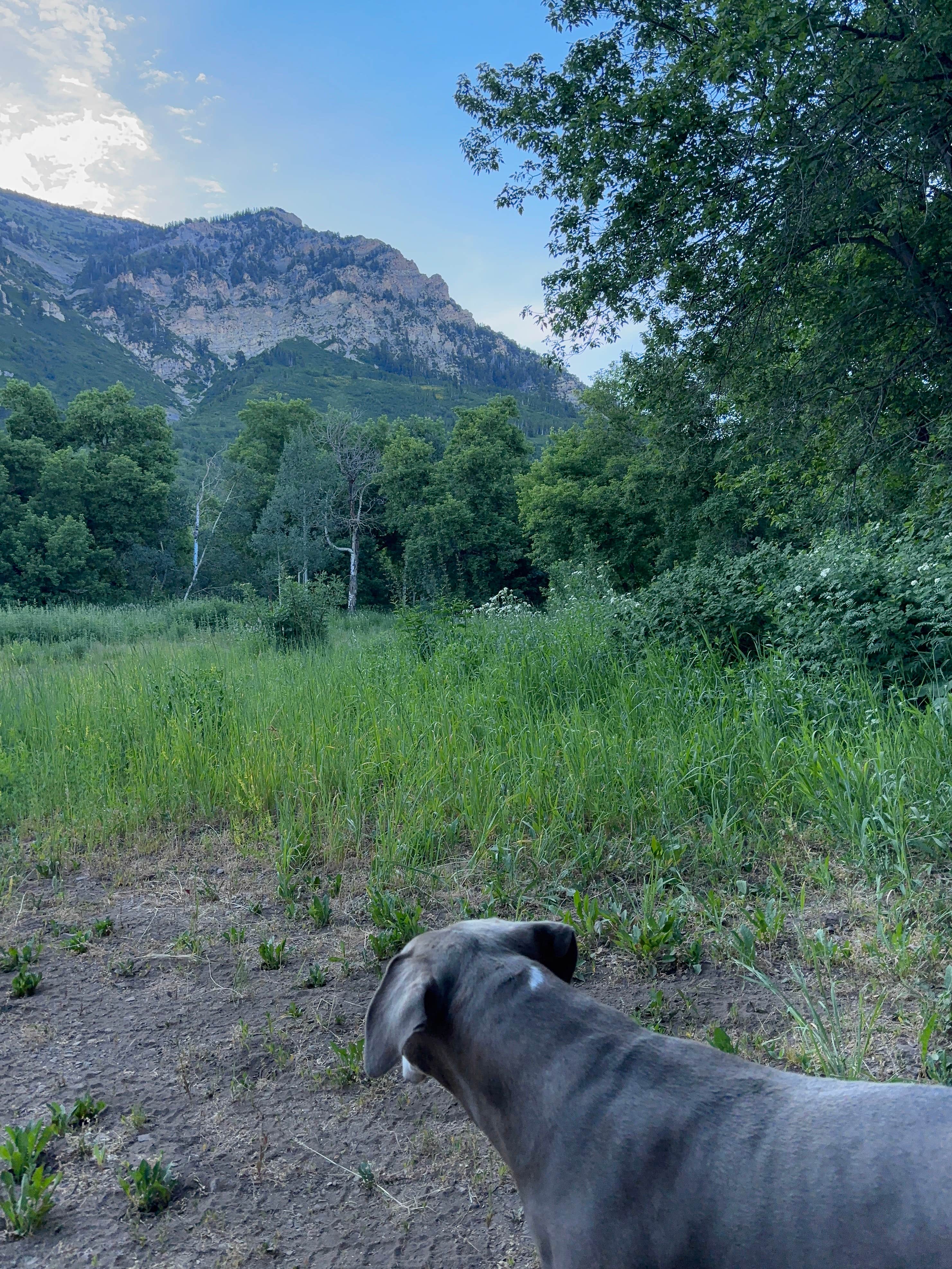 Jeff P.'s photo of camping with pets at Squaw Peak Road Dispersed near Saratoga Springs, UT