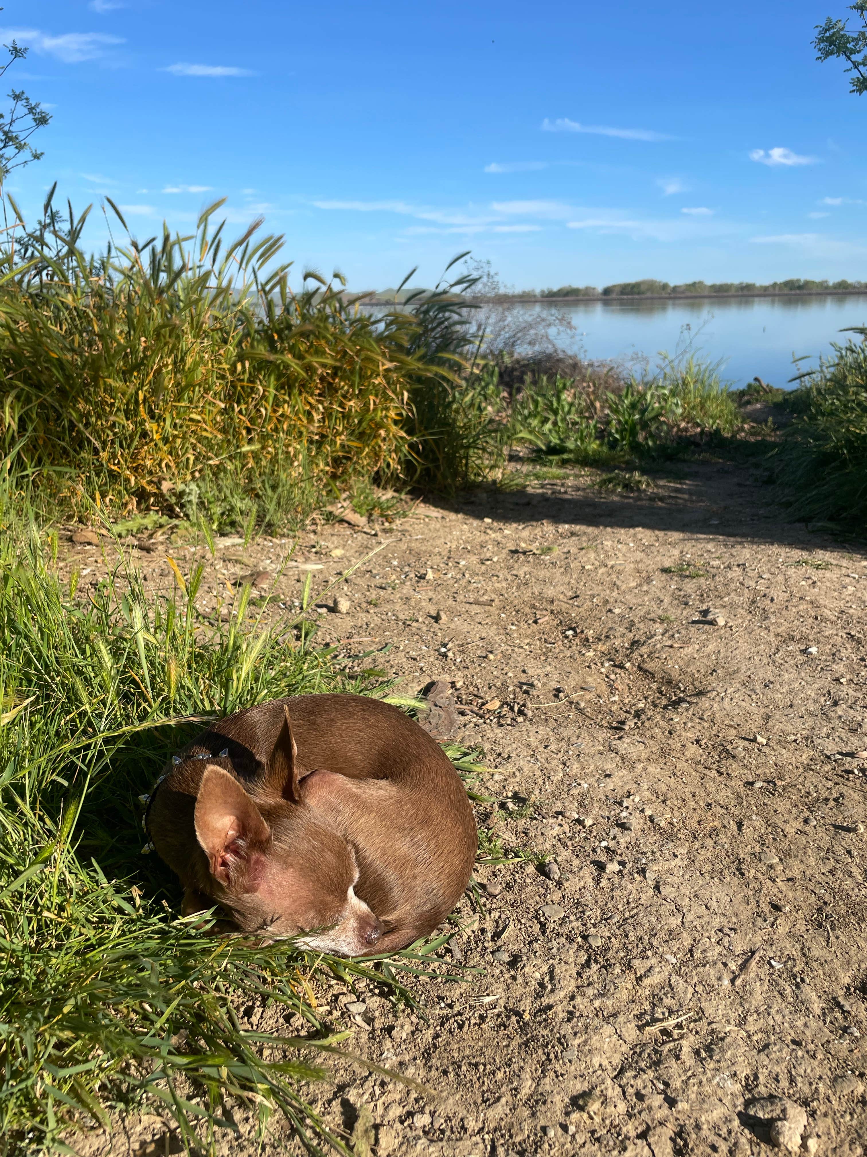 Micheline W.'s photo of camping with pets at Medeiros Primitive Campsites — San Luis Reservoir State Recreation Area near Modesto, CA