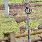 Review photo of Medford Oaks RV Resort by Danielle E., July 15, 2026