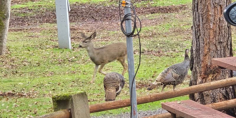 Camper submitted image from Medford Oaks RV Resort