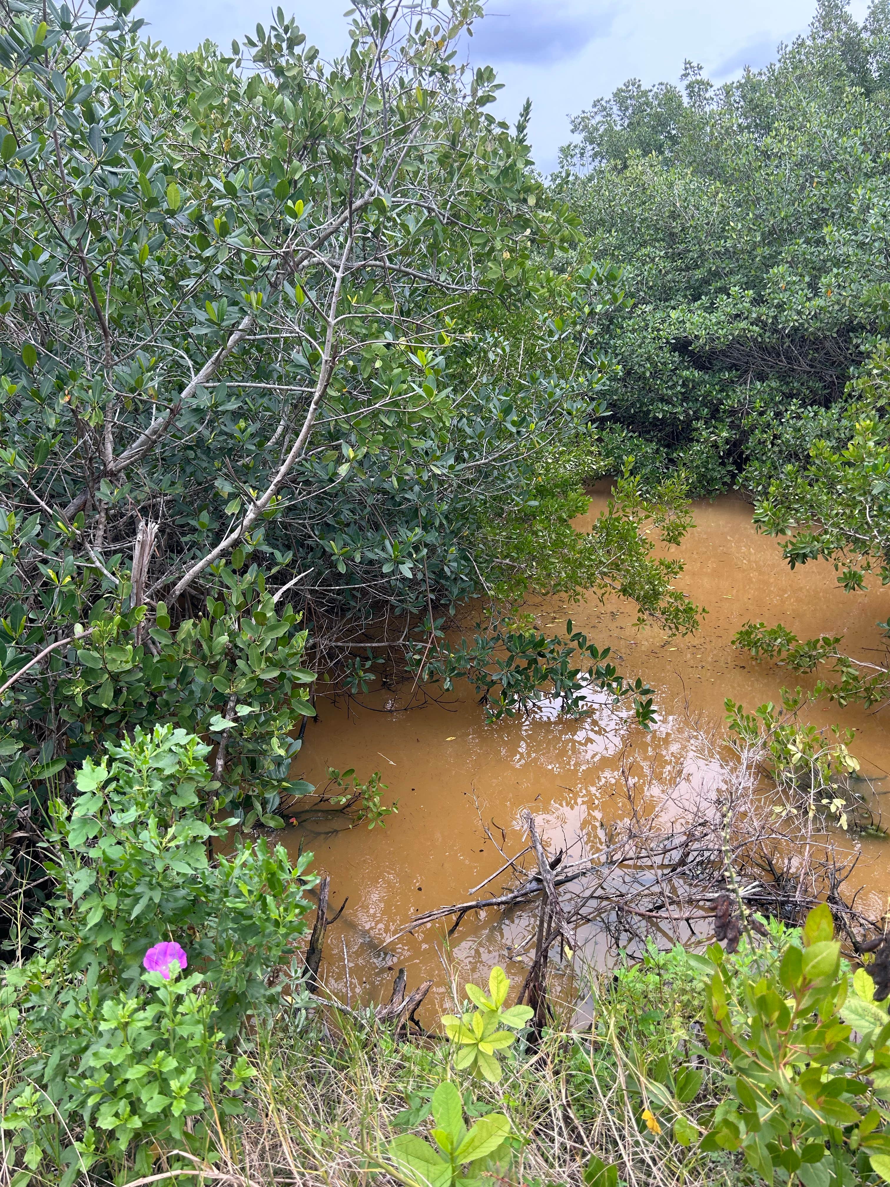 Camper-submitted photo at Melbourne Beach Mobile Park near Grant, FL