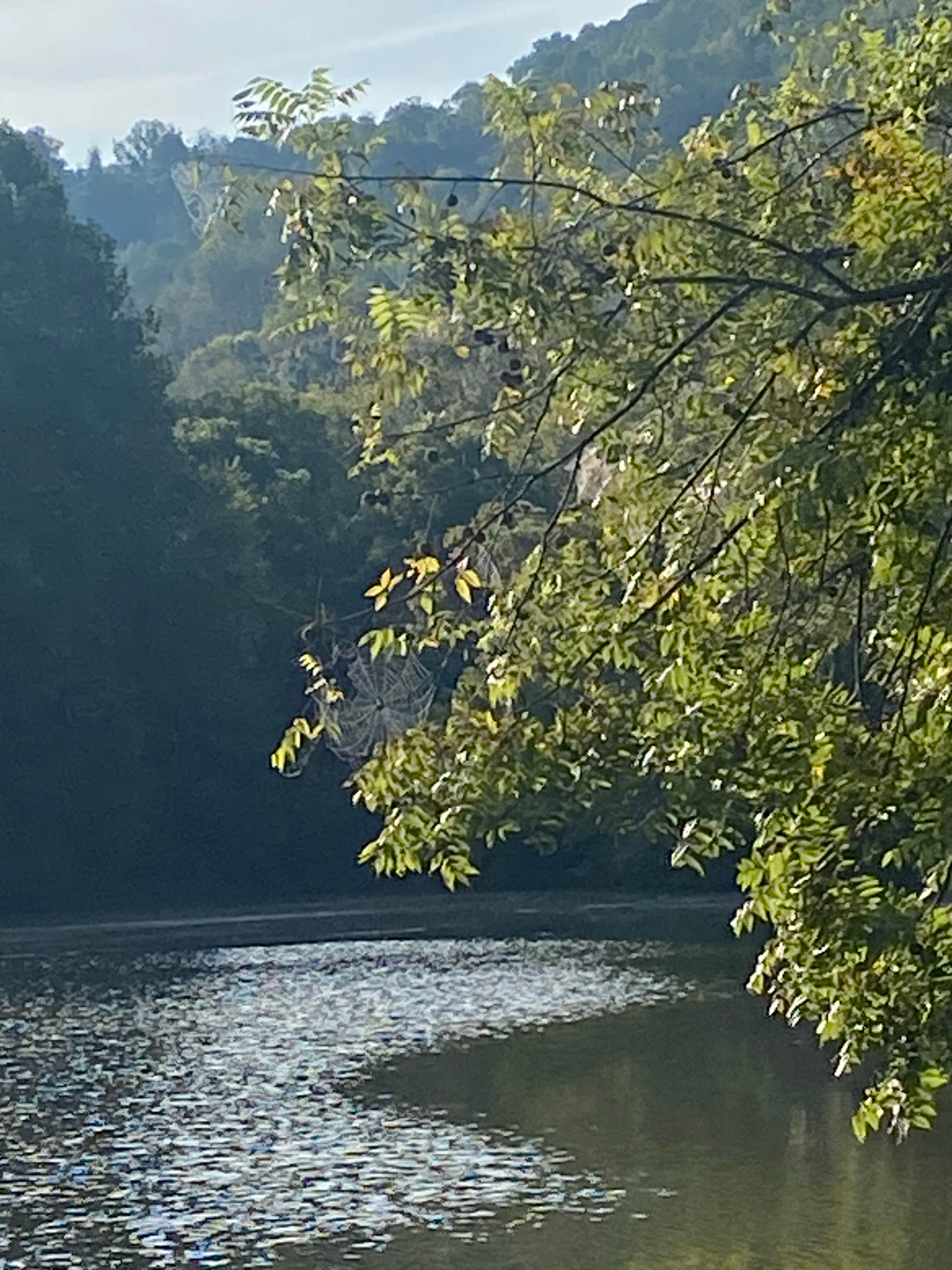 Tracy T.'s photo of a dispersed camping area at Meriwether Lewis Campground near Savannah, TN