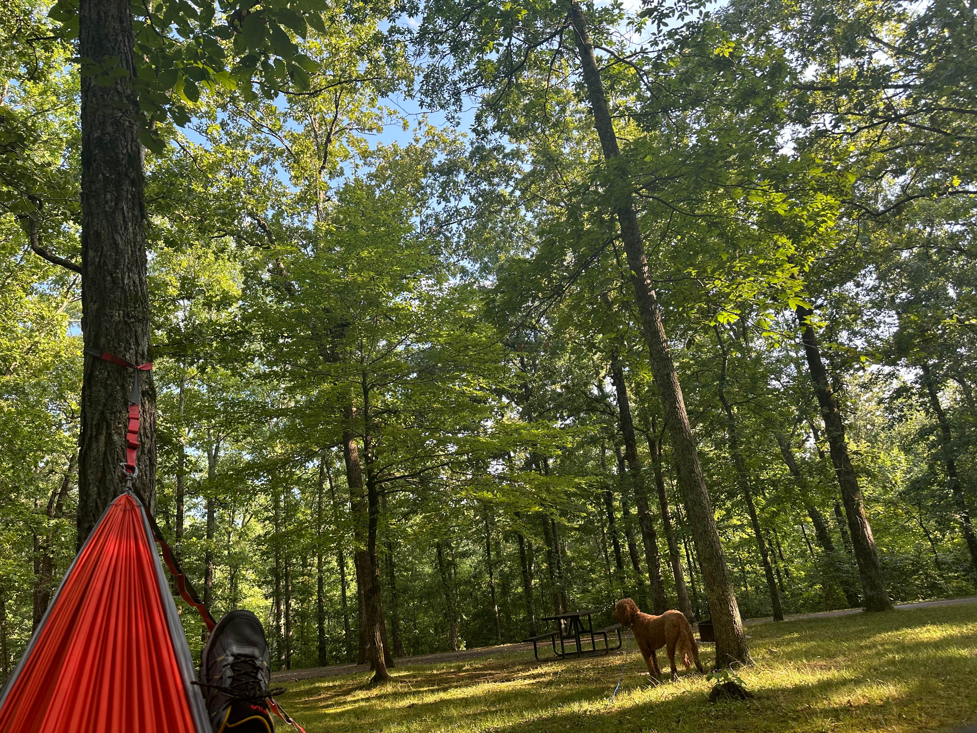 Sable A.'s photo of a dispersed camping area at Meriwether Lewis Campground near Eva, TN