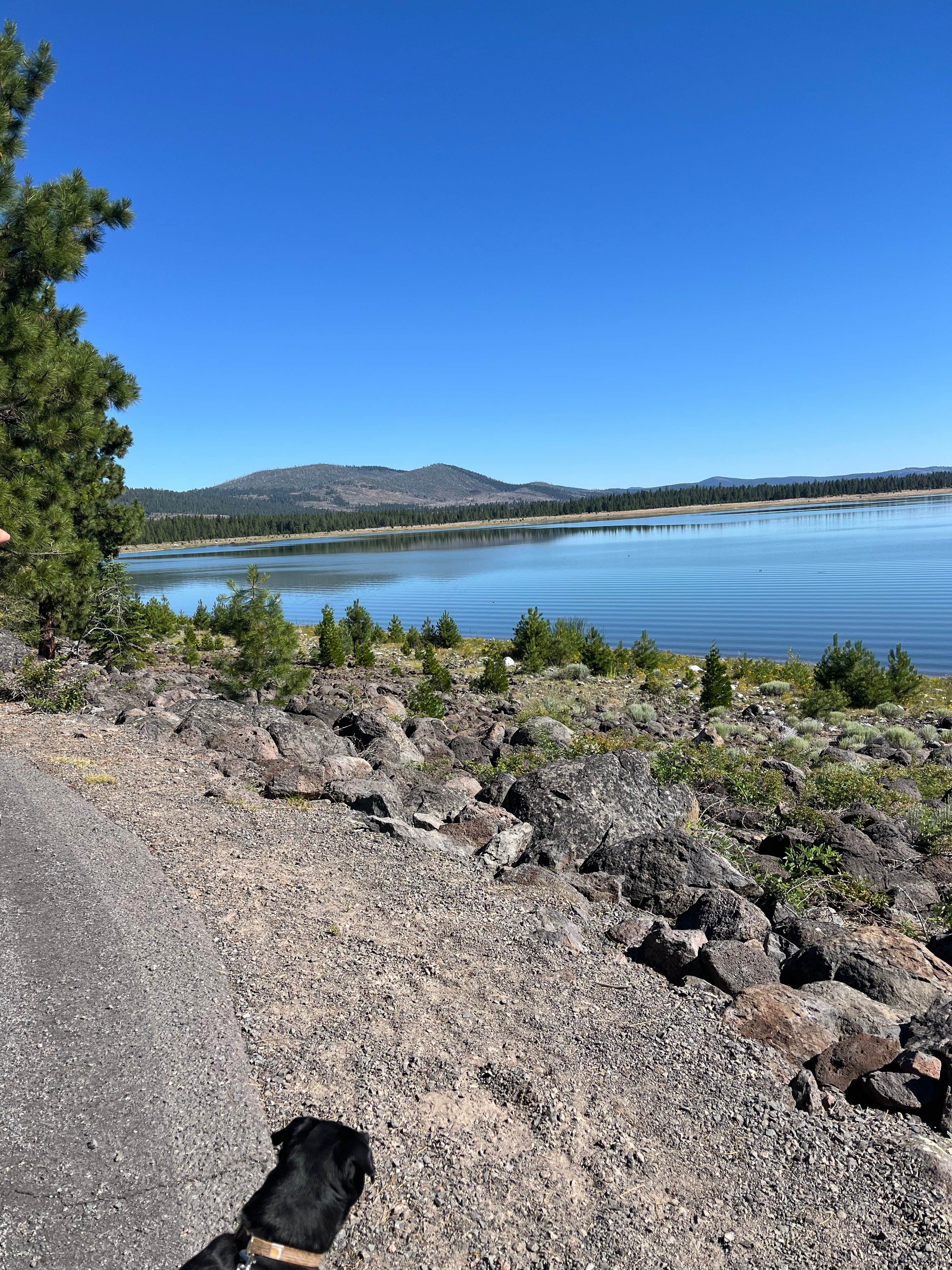 Julie G.'s photo of camping with pets at Merrill Campground near Lassen National Forest