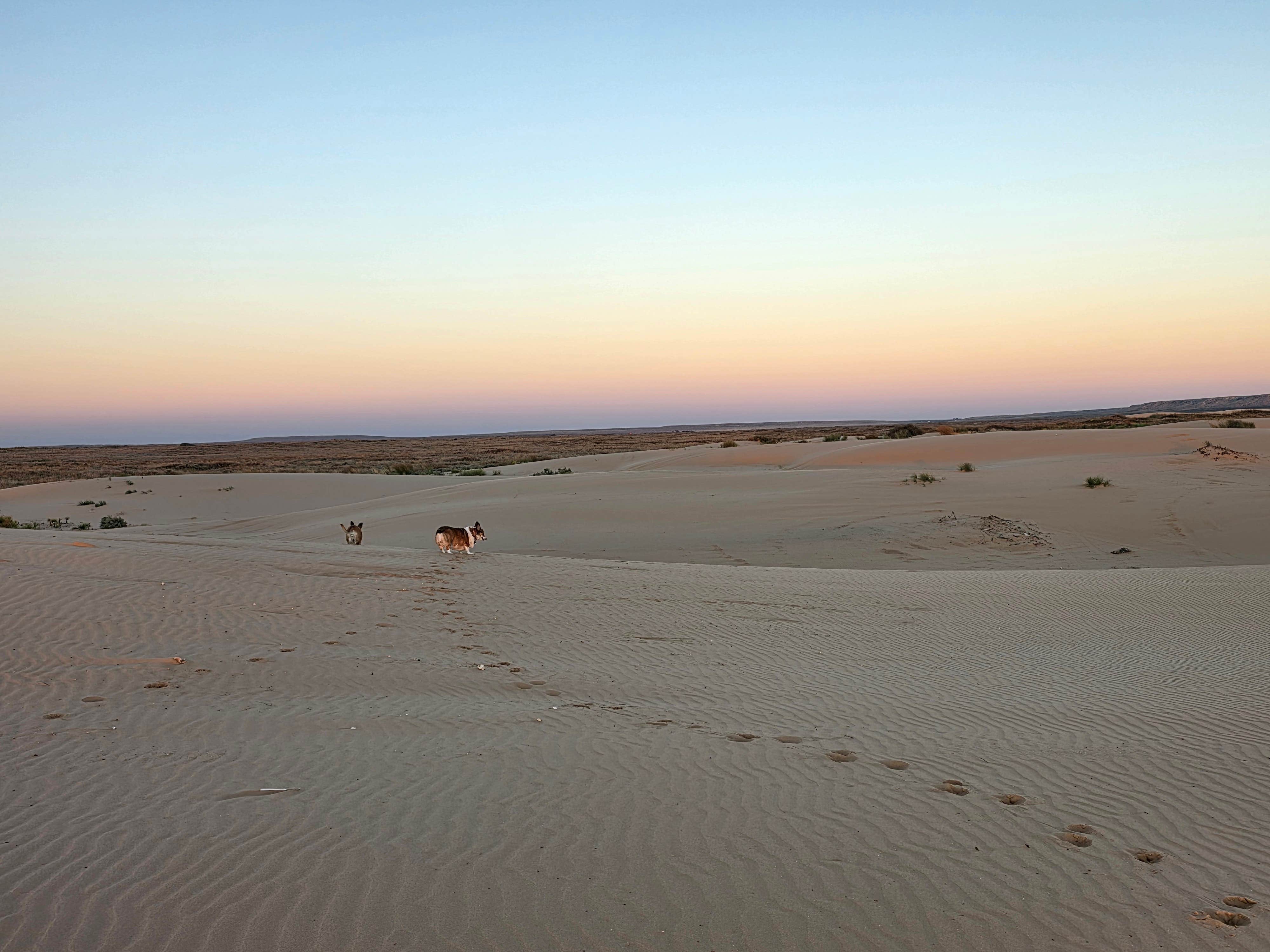 Donnie B.'s photo of camping with pets at mescalero sands rec area near Dexter, NM