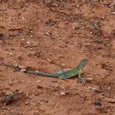 Review photo of Mesquite Campground — Palo Duro Canyon State Park by paul , September 15, 2024