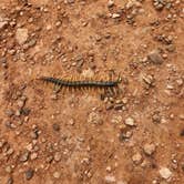 Review photo of Mesquite Campground — Palo Duro Canyon State Park by paul , September 15, 2024