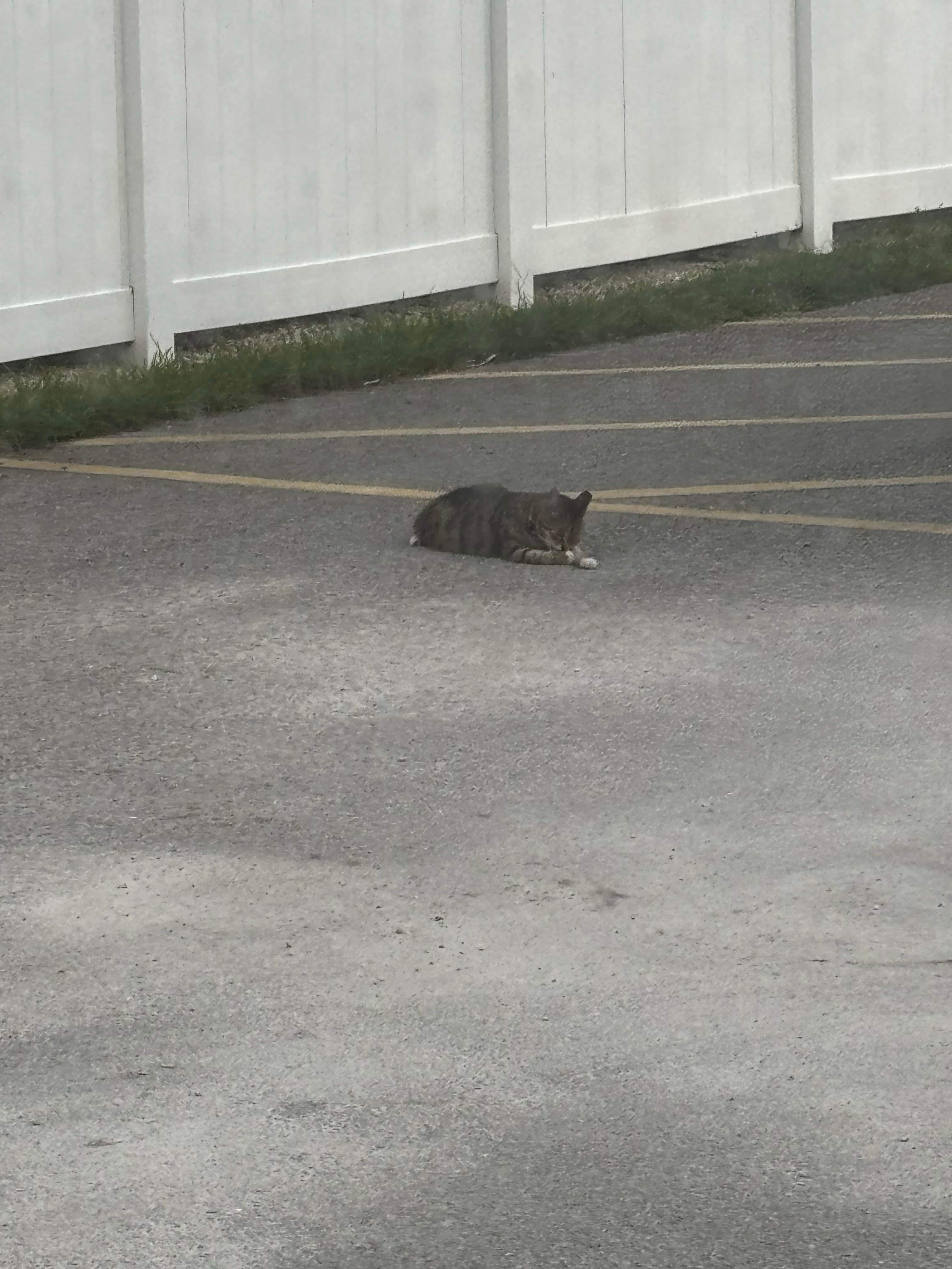 Jennifer H.'s photo of camping with pets at Encore Miami Everglades near Palmetto Bay, FL