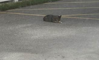 Jennifer H.'s photo of camping with pets at Encore Miami Everglades near Palmetto Bay, FL