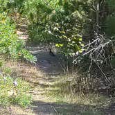 Review photo of Andrus Lake State Forest Campground by Djakata S., September 23, 2024