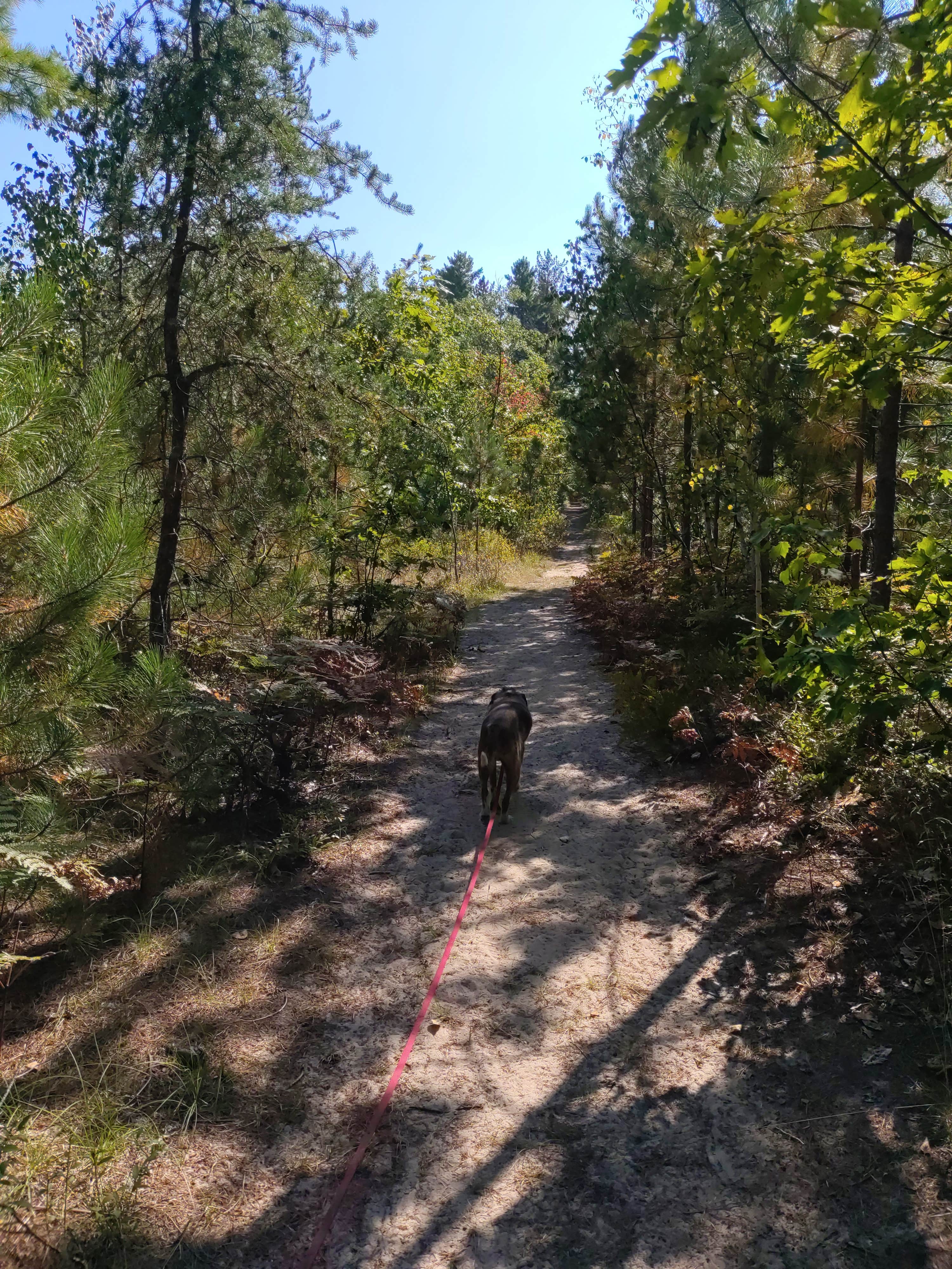 Djakata W.'s photo of camping with pets at Andrus Lake State Forest Campground near Sault Ste. Marie, MI