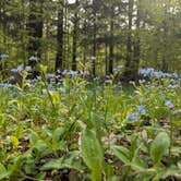Review photo of Au Train Lake Campground by Raquel M., September 3, 2025