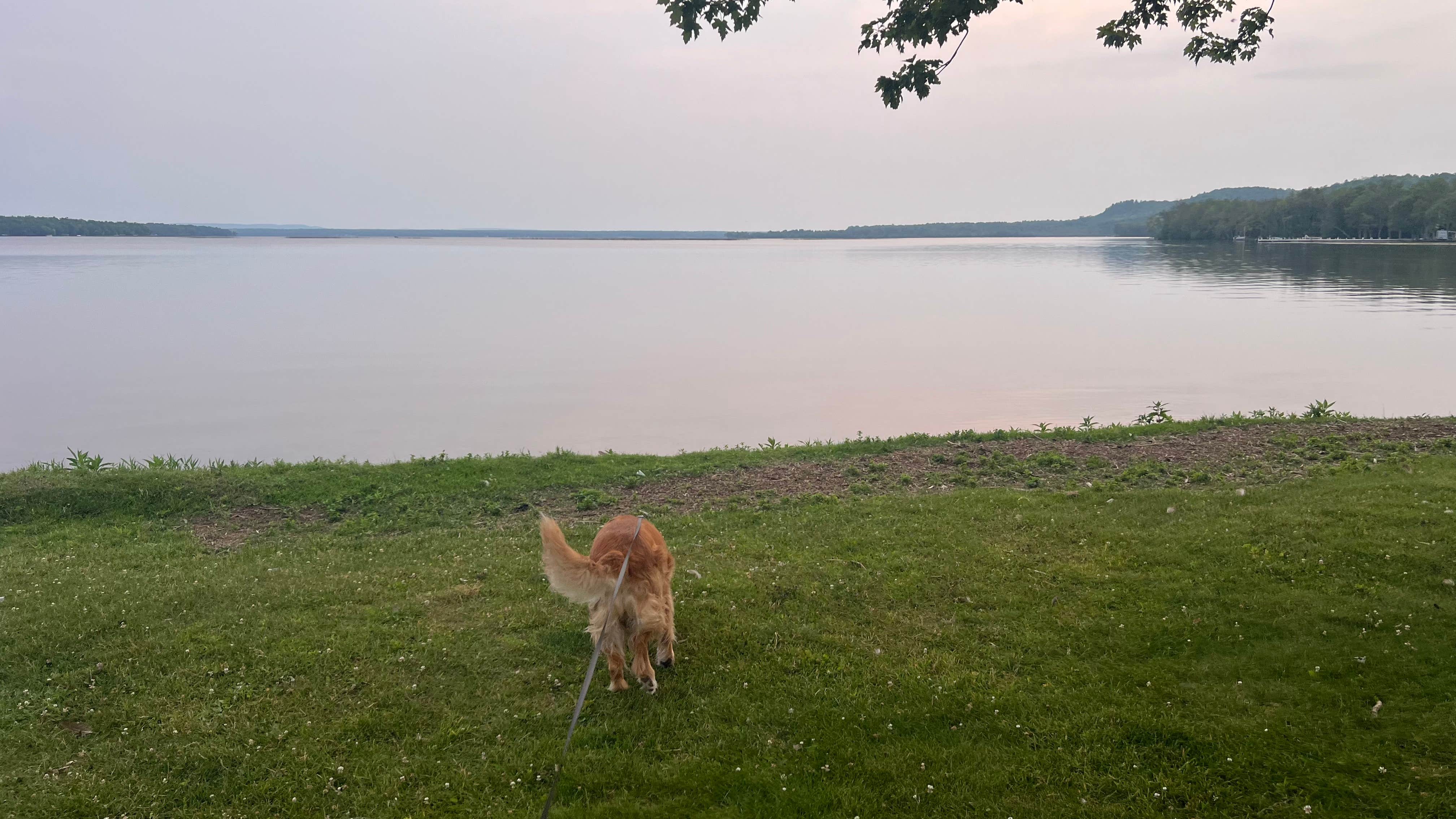 Ryan G.'s photo of camping with pets at Bergland Township Park & Campground near Watersmeet, MI
