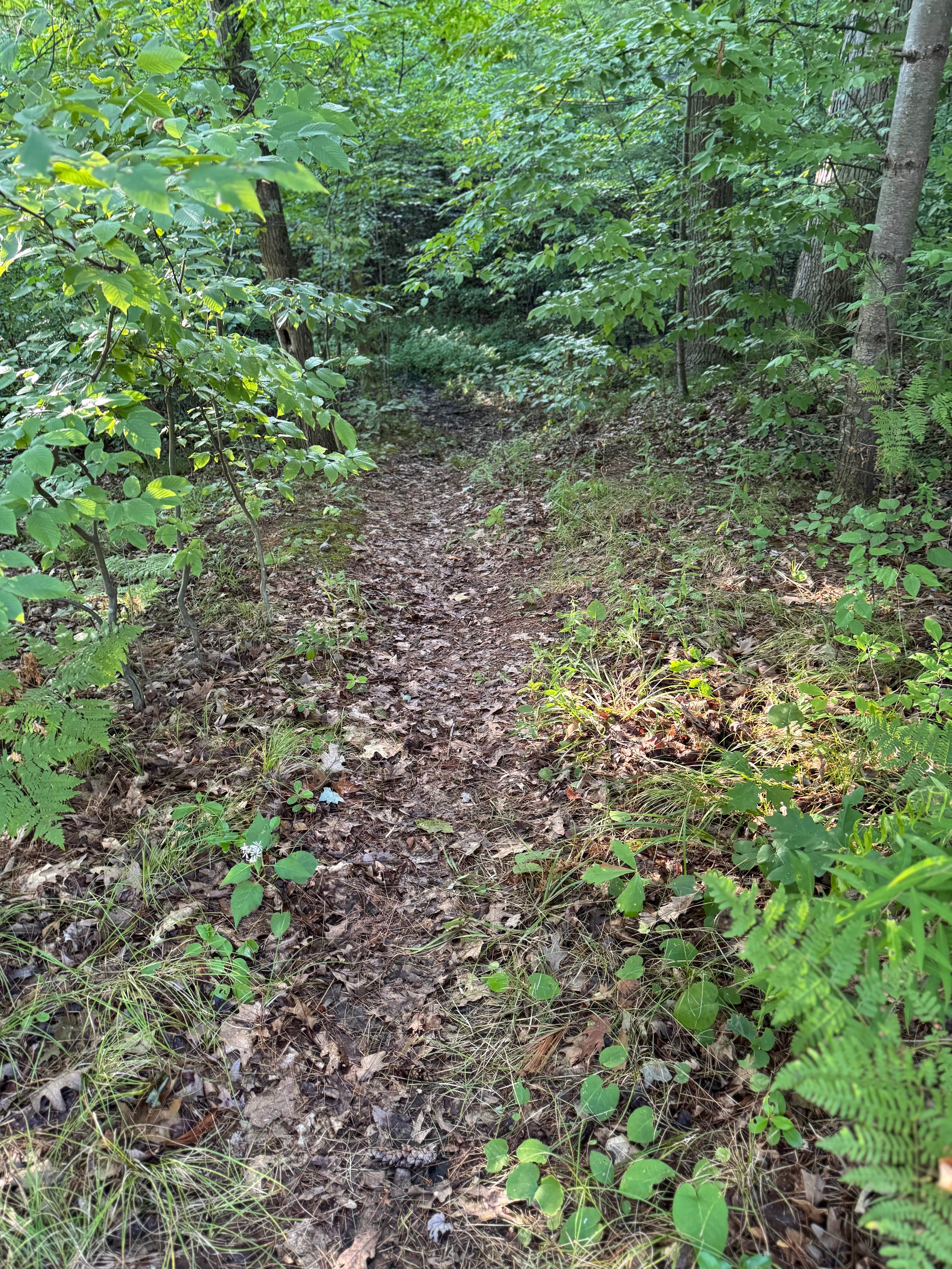 Camper-submitted photo at Black Creek State Forest Campground near Beaverton, MI