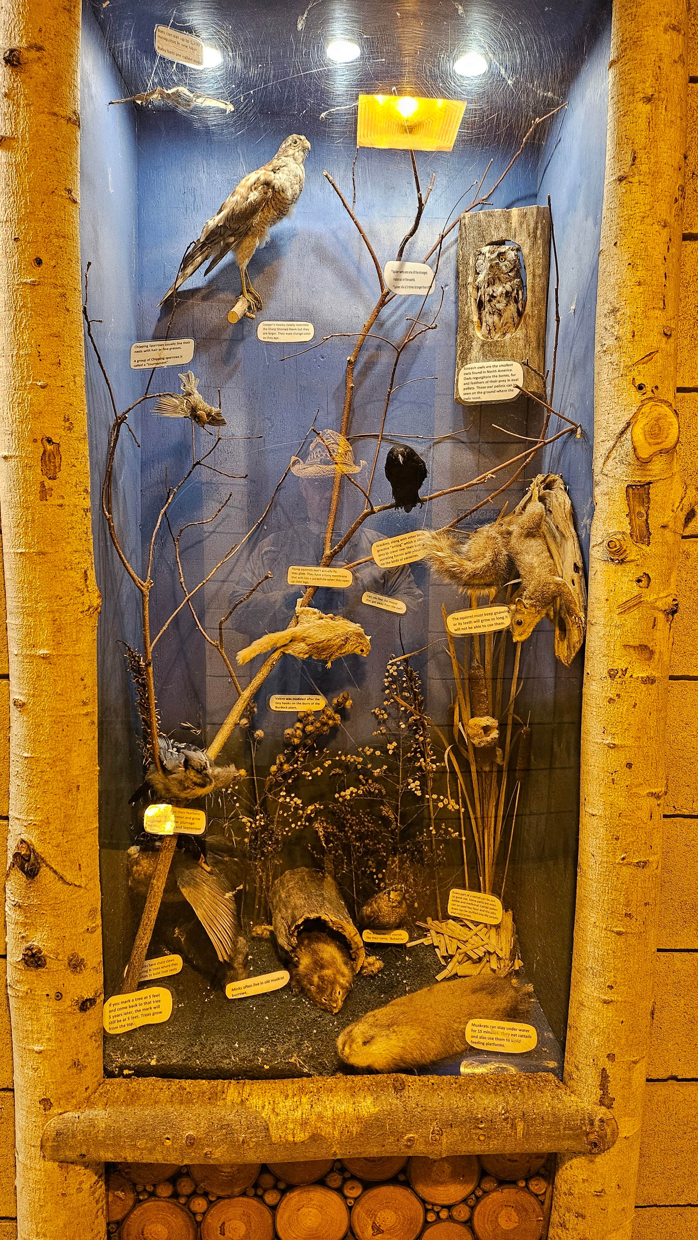 Edward C.'s photo of camping with pets at Bishop Lake Campground near Detroit, MI