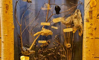 Edward C.'s photo of camping with pets at Bishop Lake Campground near Gregory, MI