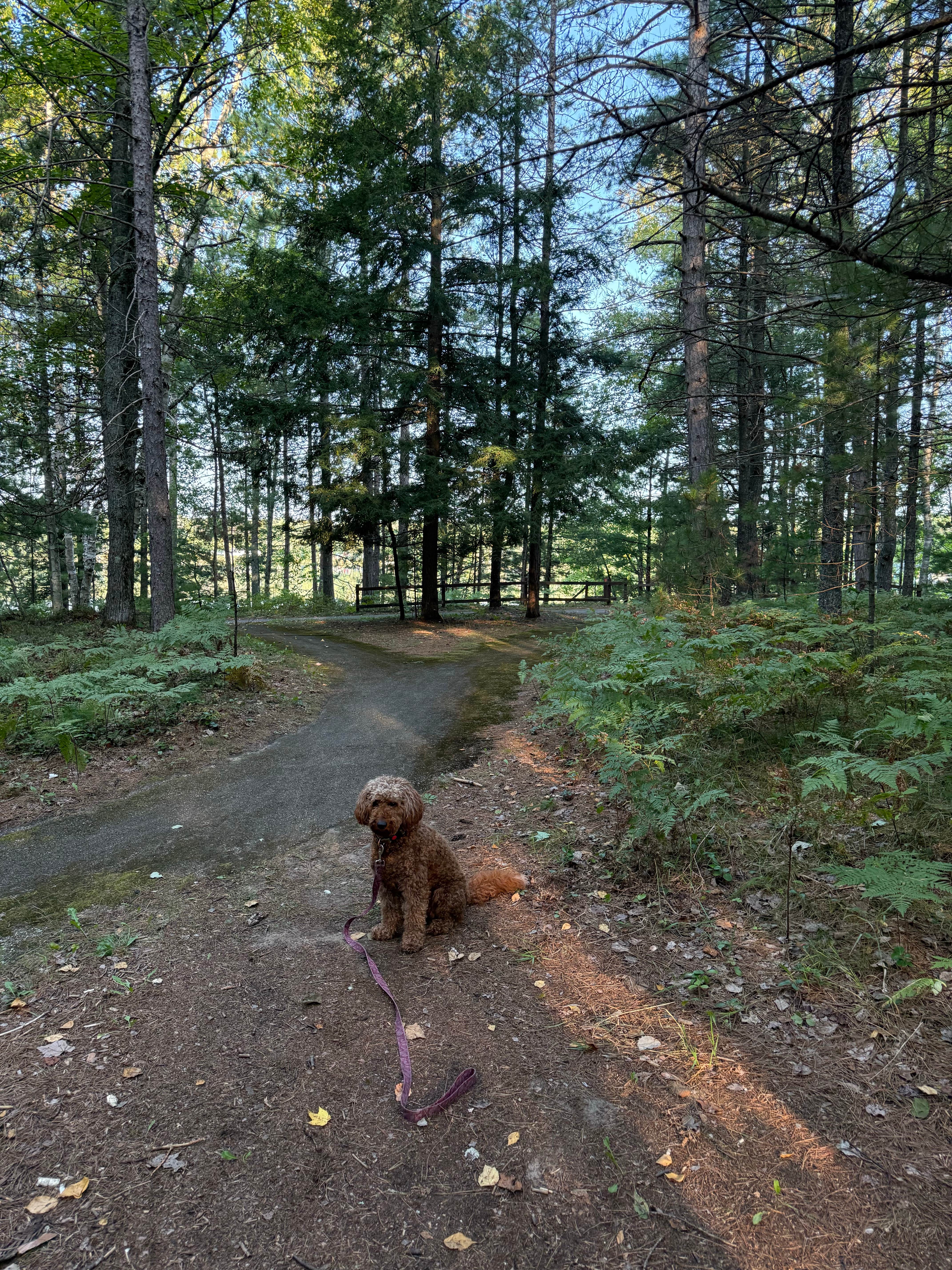 alicianlv's photo of camping with pets at Camp Seven Lake Campground near Escanaba, MI