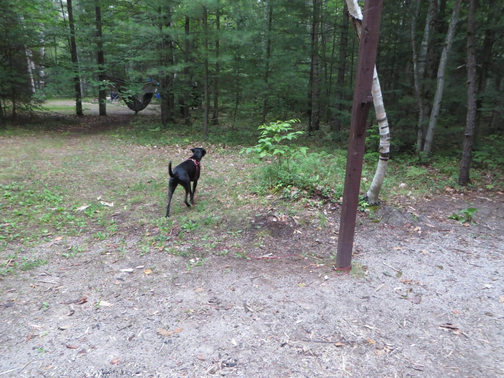 Kay K.'s photo of camping with pets at Camp Seven Lake Campground near Escanaba, MI