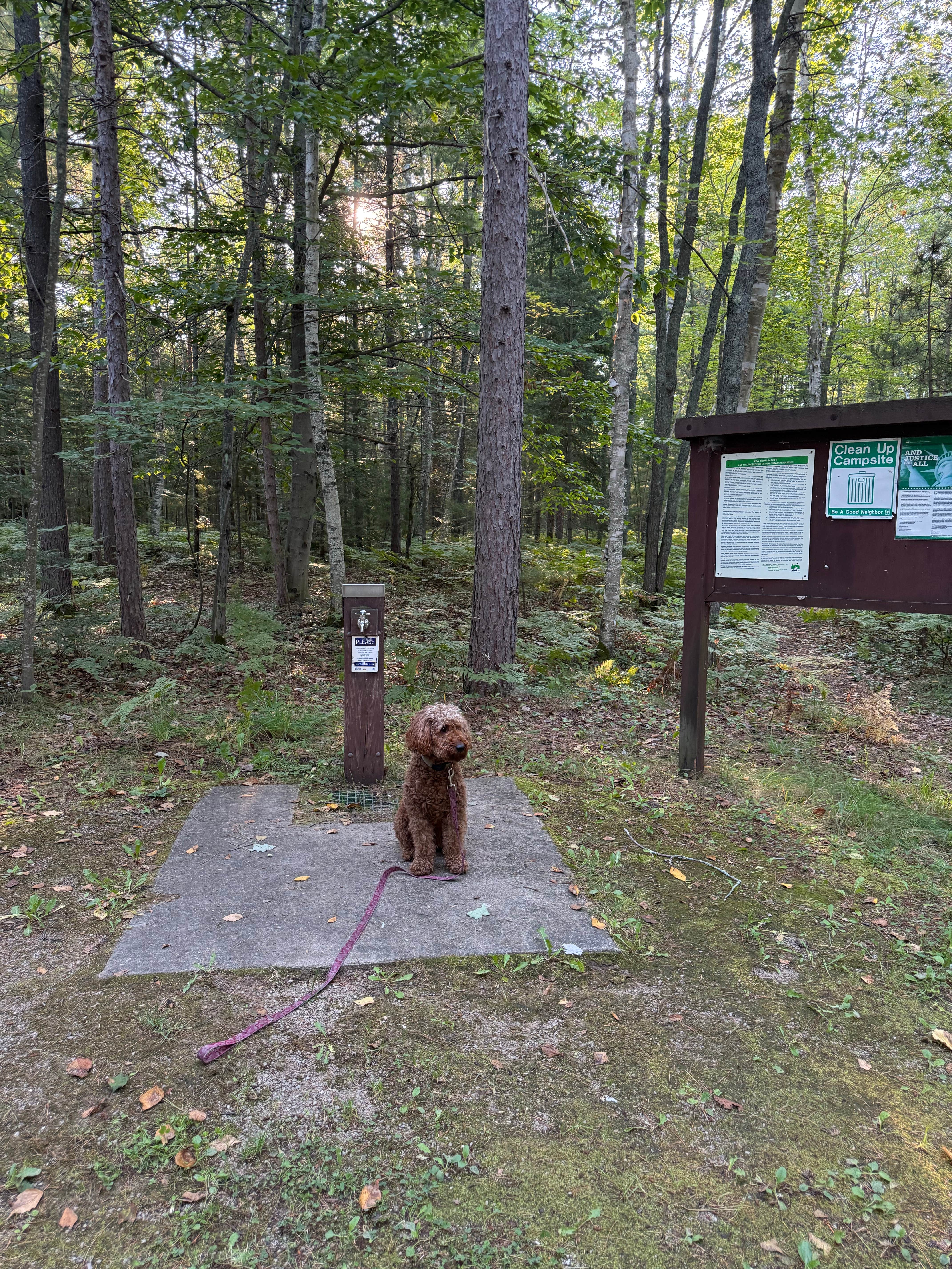 alicianlv's photo of camping with pets at Camp Seven Lake Campground near Garden, MI