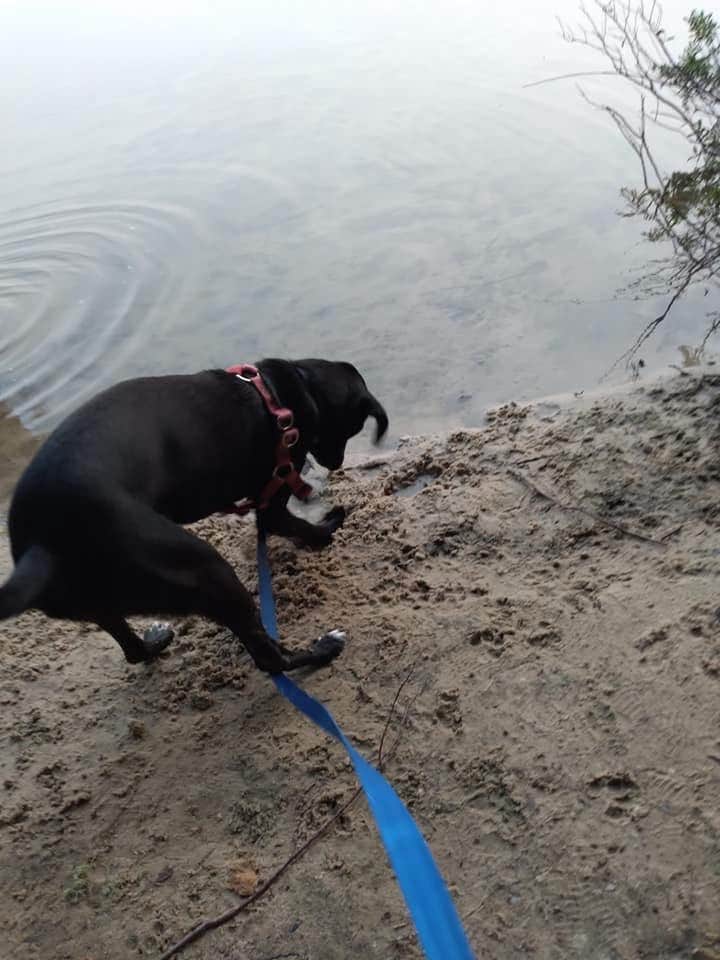 Kay K.'s photo of camping with pets at Camp Seven Lake Campground near Gulliver, MI