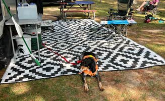 Gerard E.'s photo of camping with pets at Cartier Park Campground near Free Soil, MI