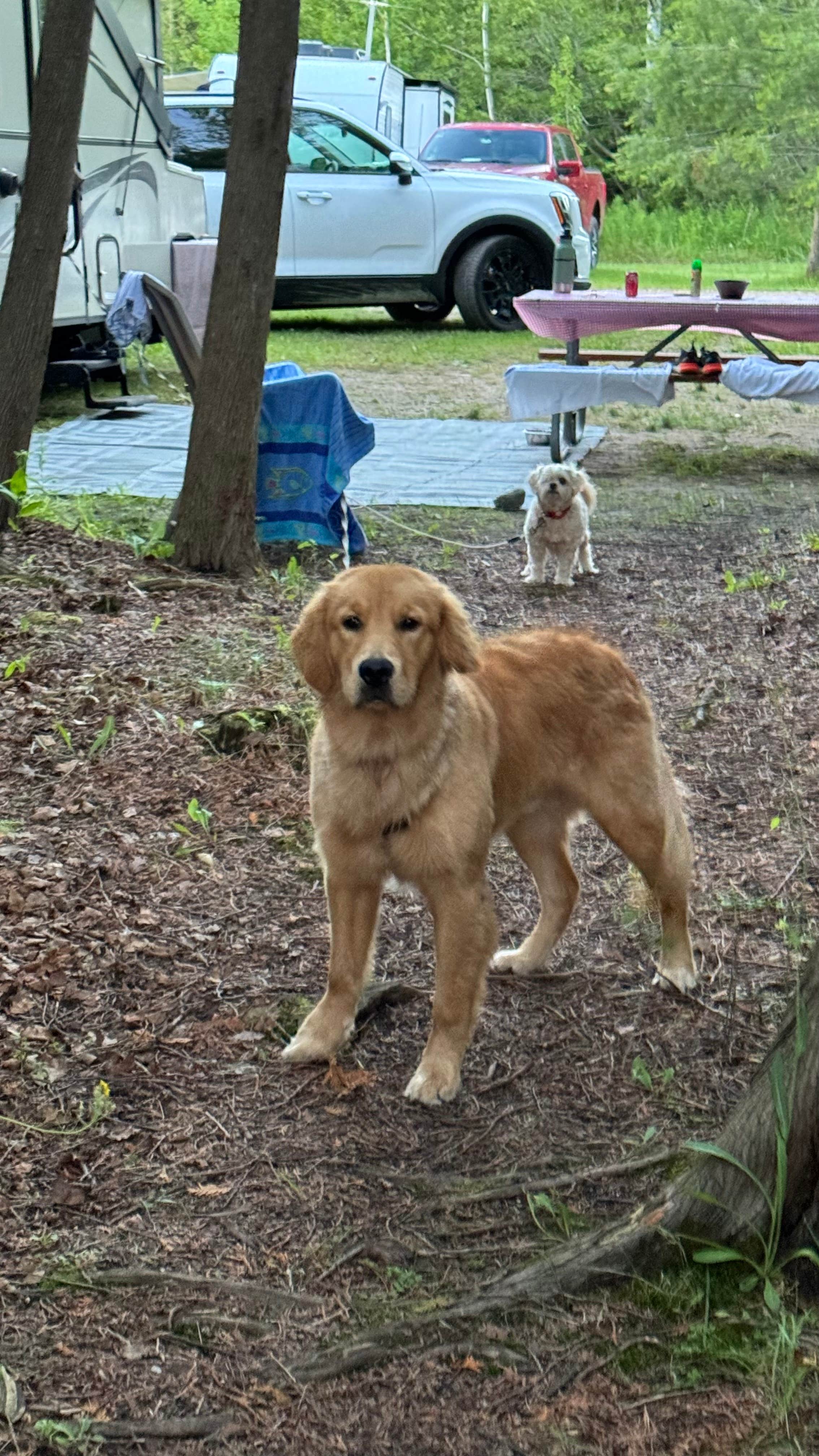 Camper-submitted photo at Cheboygan State Park Campground near Millersburg, MI