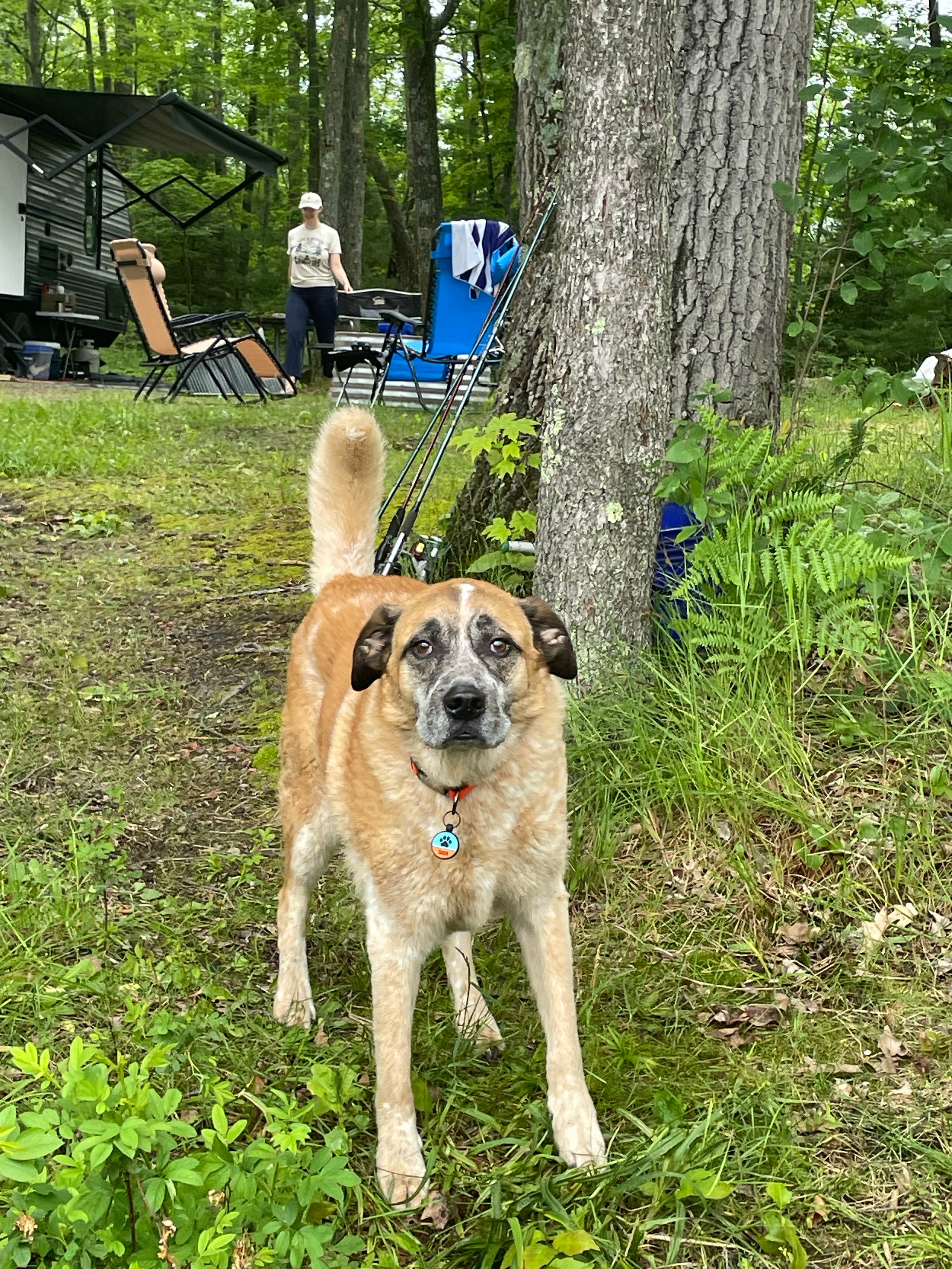 Nicole V.'s photo of camping with pets at Jackson Lake State Forest Campground near Onaway, MI