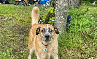 Nicole V.'s photo of camping with pets at Jackson Lake State Forest Campground near Rogers City, MI