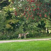 Review photo of Curry Park Campground by Tori K., March 31, 2024