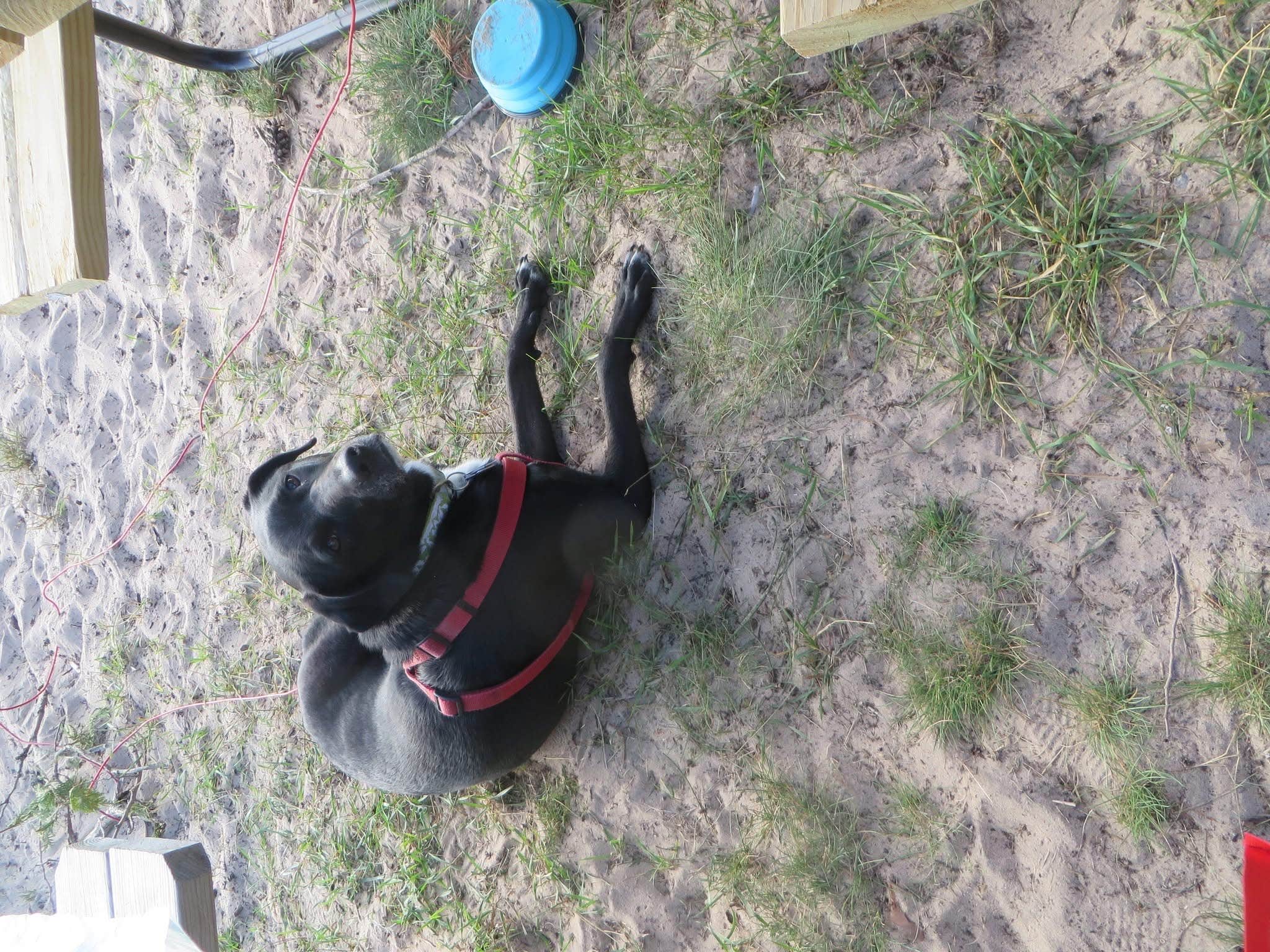 Camper-submitted photo at Fox County Park Campground near Stephenson, MI