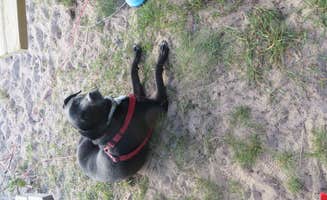 Kay K.'s photo of camping with pets at Fox County Park Campground near Stephenson, MI