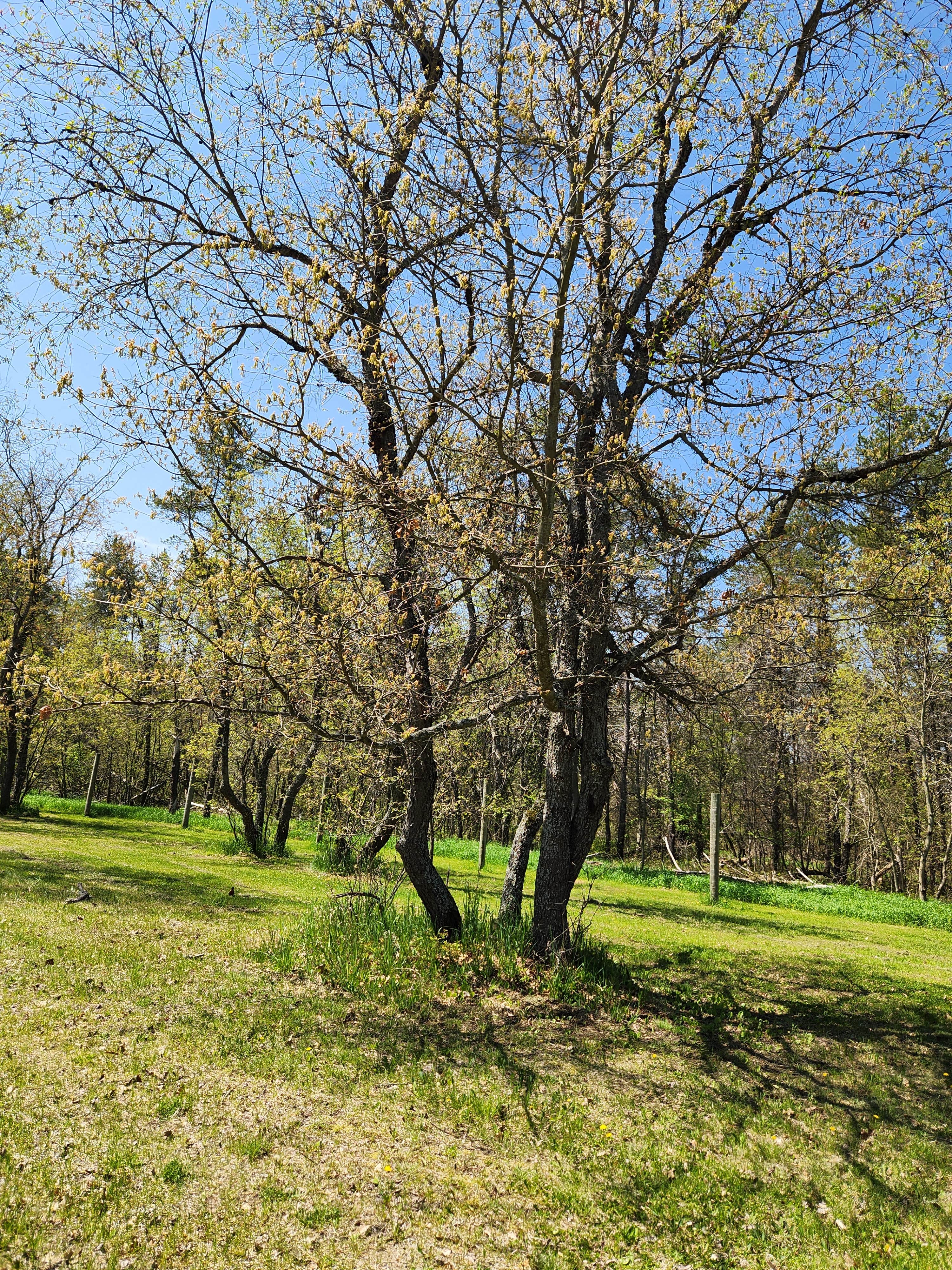 Camping near Hartwick Pines State Park Campground: Goose Creek Trail Camp, Frederic, Michigan