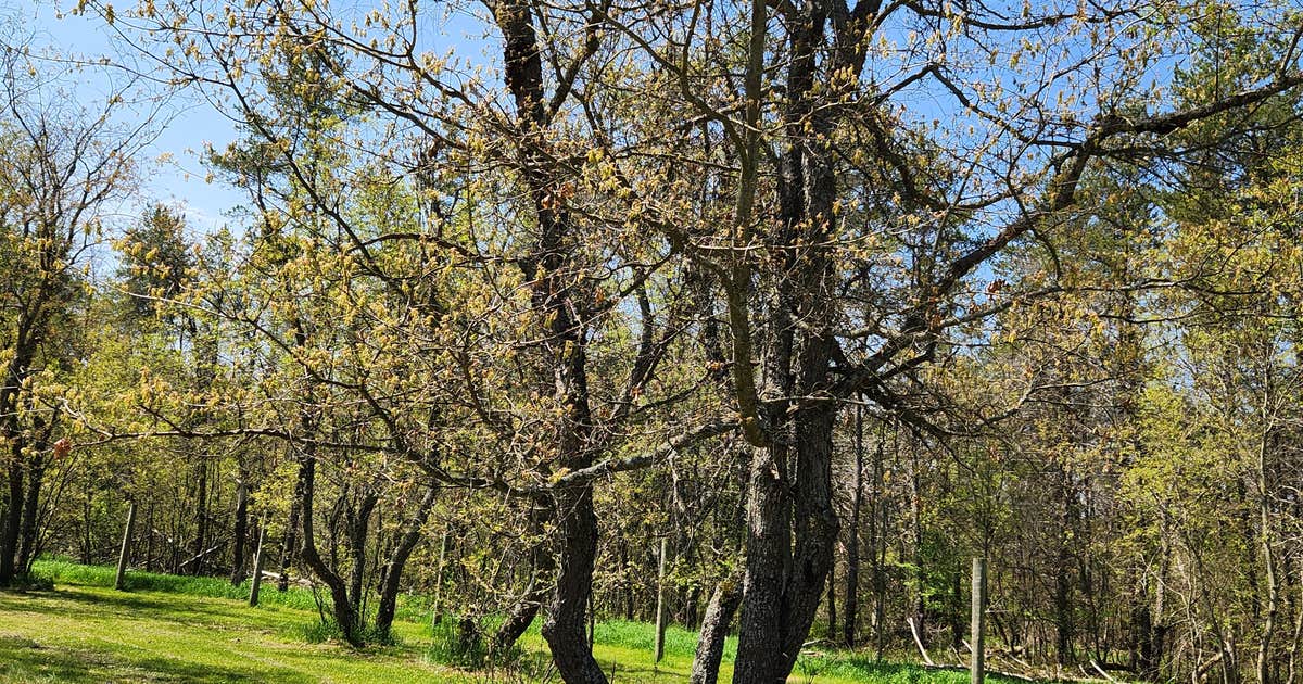 Goose creek trail camp Clearance