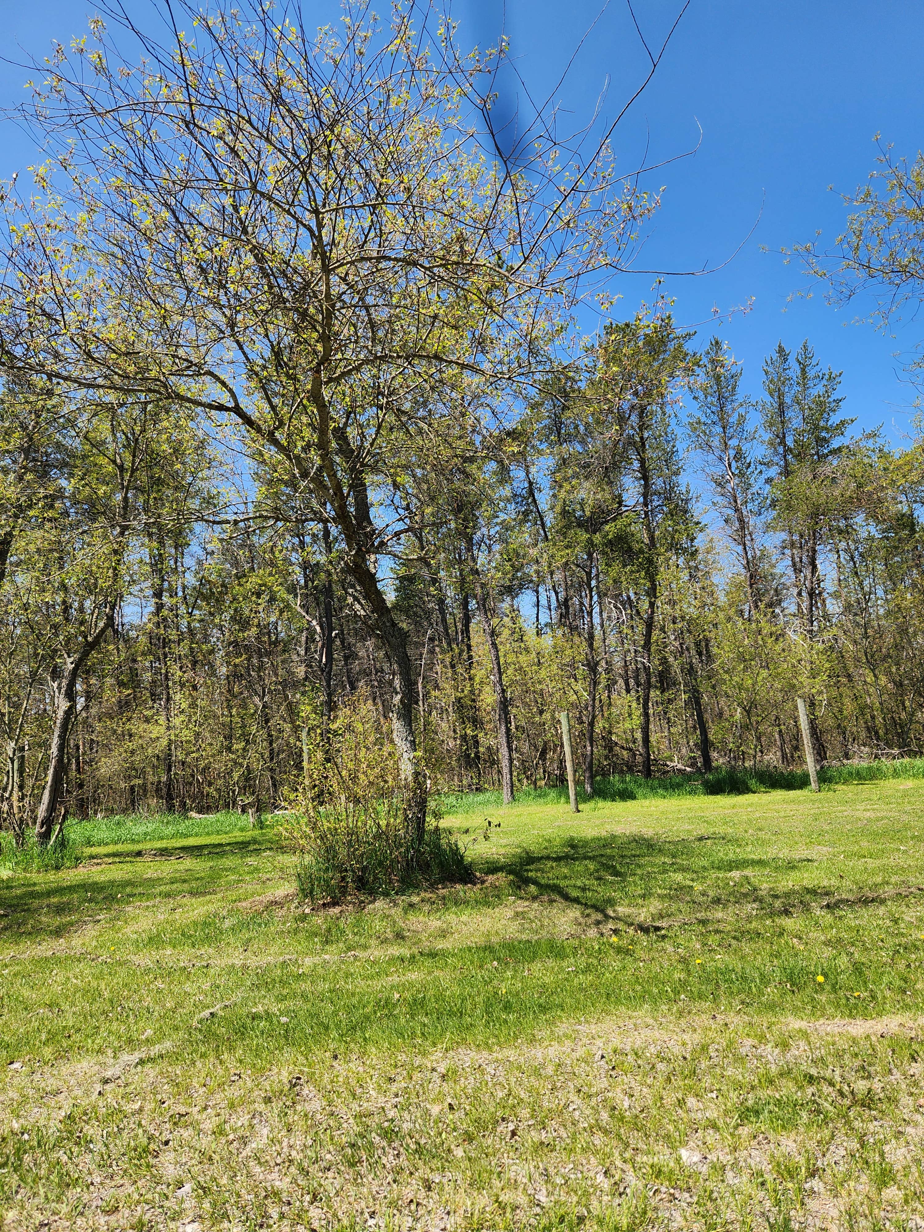 Camper-submitted photo at Goose Creek Trail Camp near Charlevoix, MI