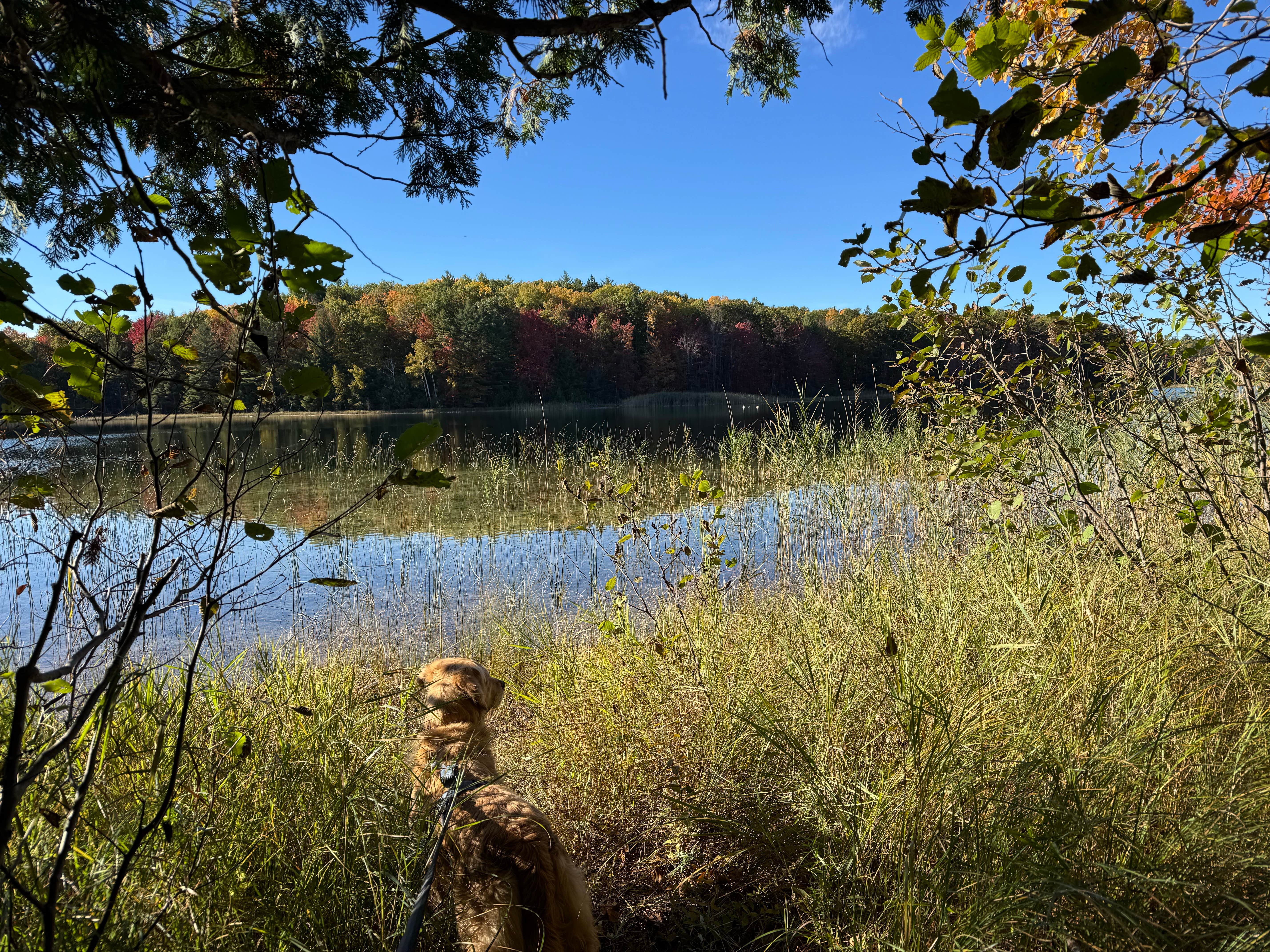 Erin F.'s photo of camping with pets at Guernsey Lake State Forest Campground near Traverse City, MI