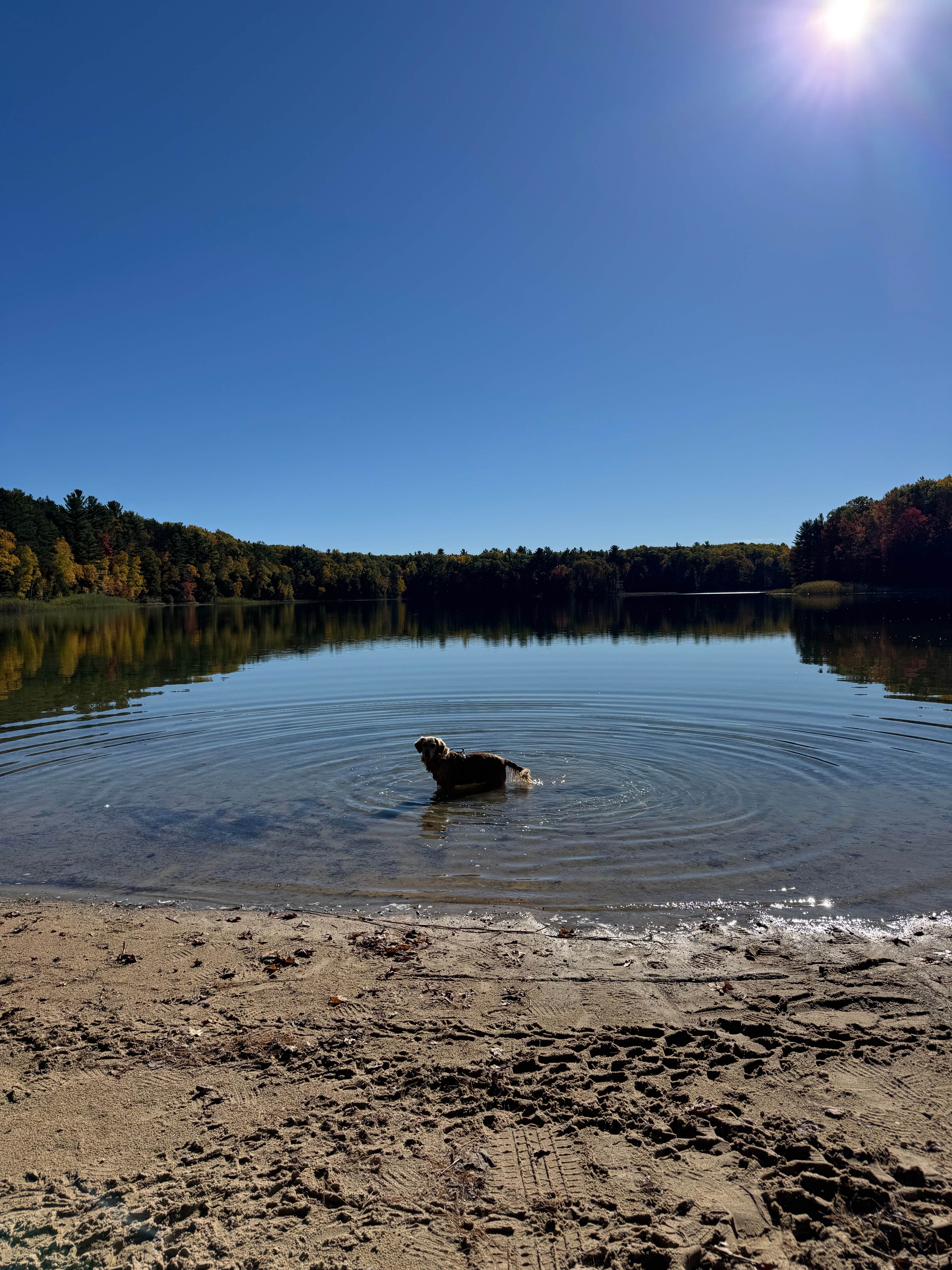 Erin F.'s photo of camping with pets at Guernsey Lake State Forest Campground near Traverse City, MI