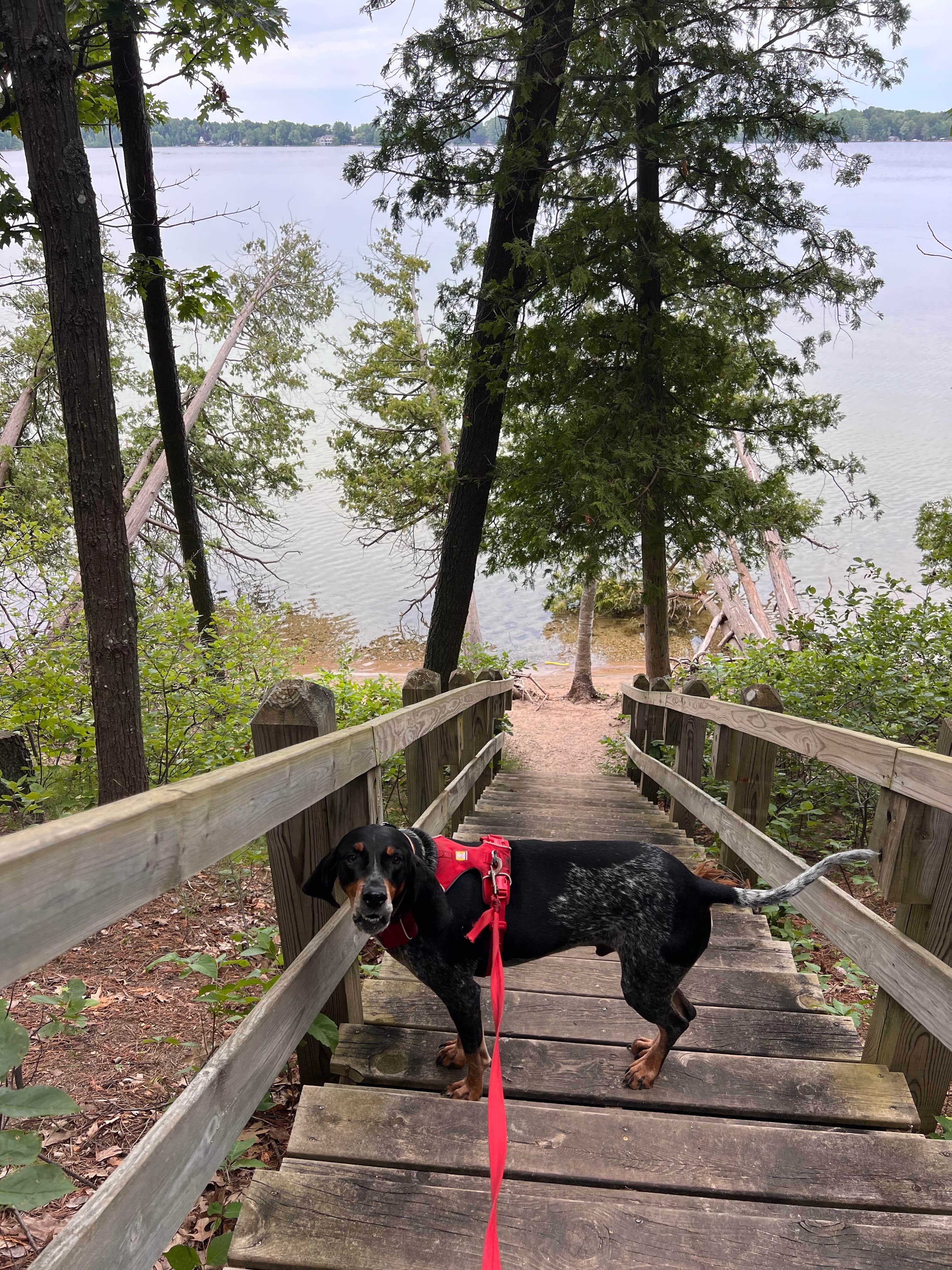 Gerard E.'s photo of camping with pets at Green Lake Rustic South — Interlochen State Park near Leland, MI