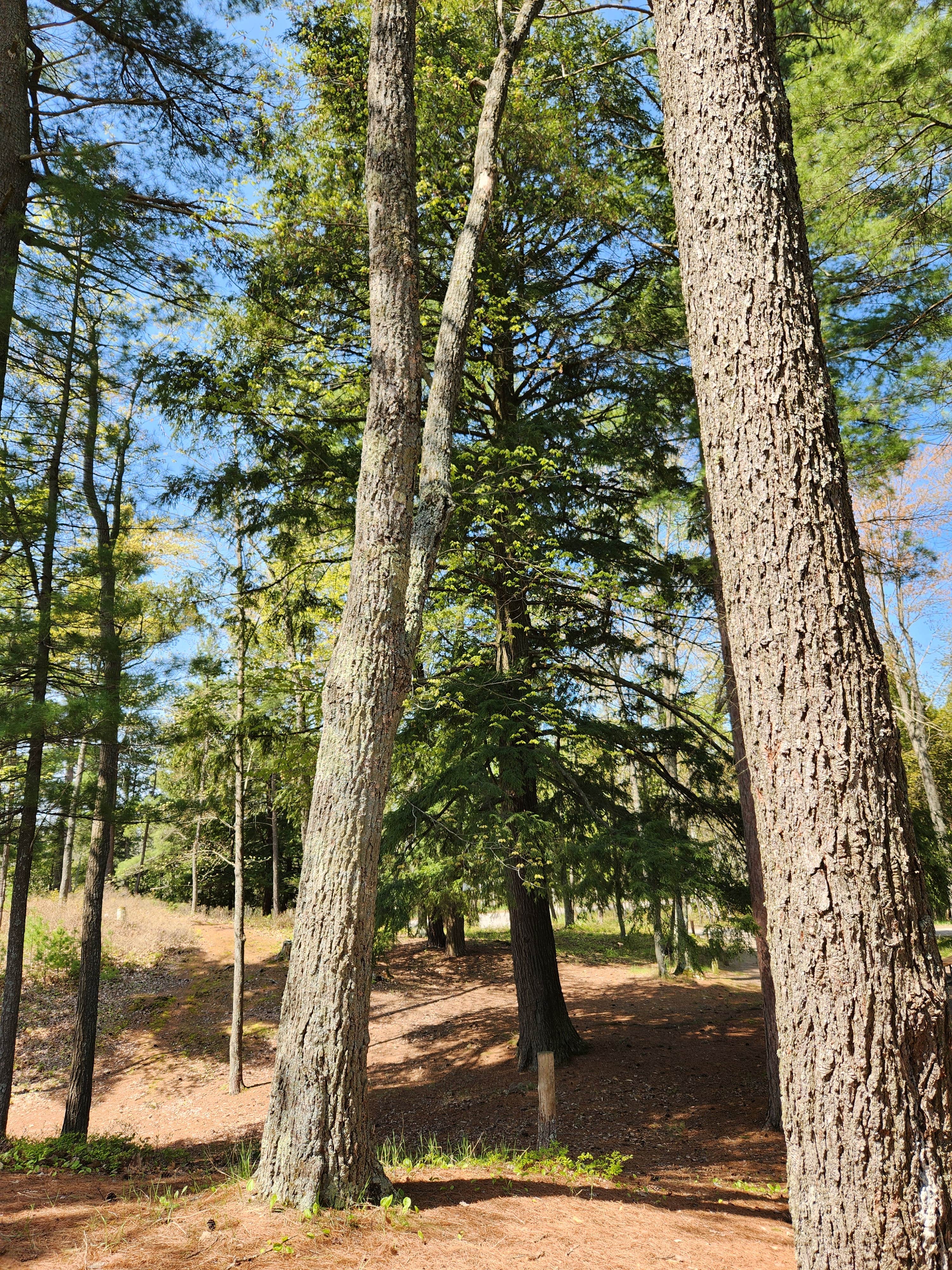 Camper submitted image from Lake Margrethe State Forest Campground - 1