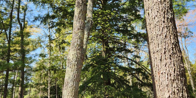 Camper submitted image from Lake Margrethe State Forest Campground