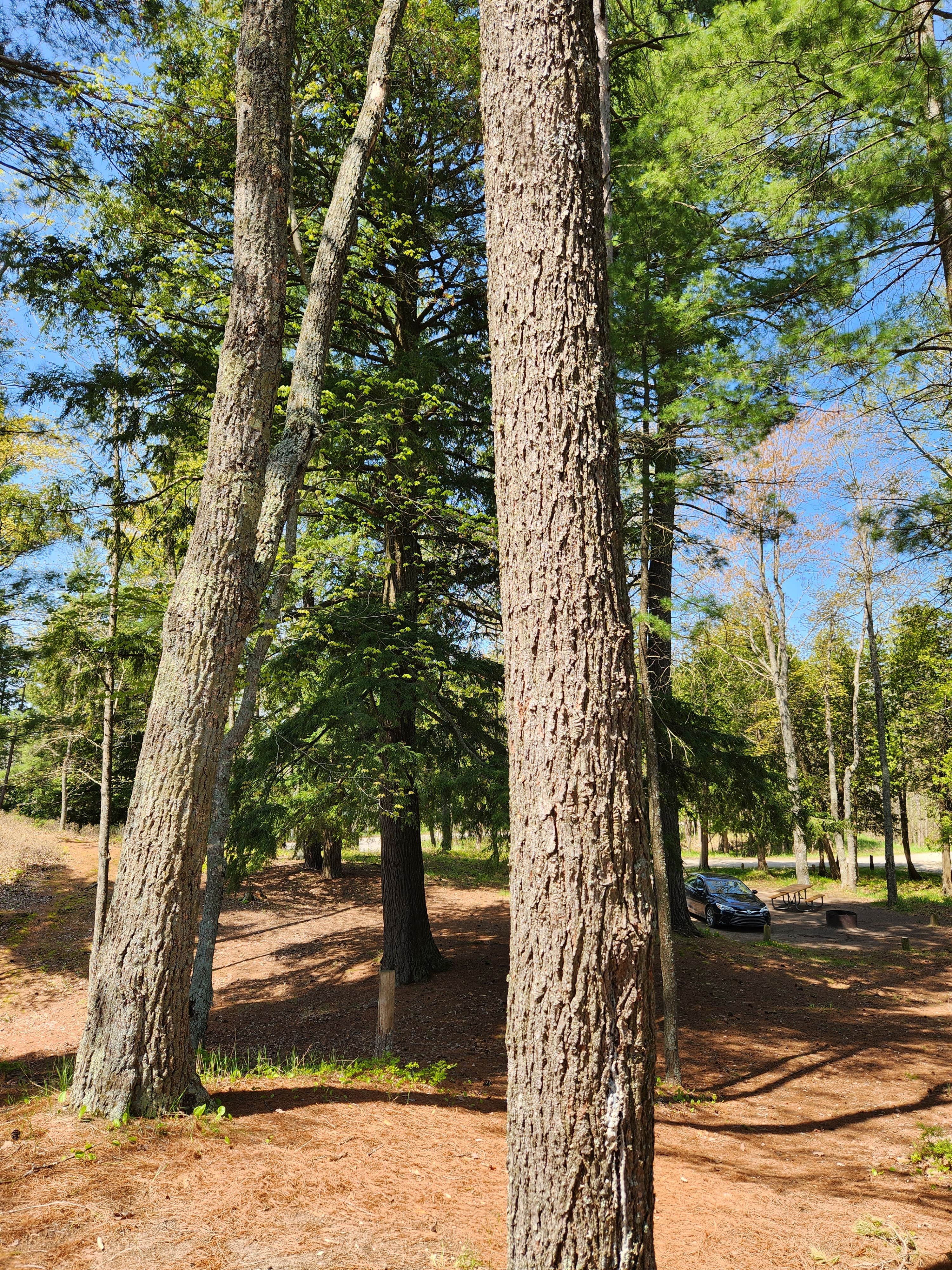 Camper-submitted photo at Lake Margrethe State Forest Campground near Grayling, MI